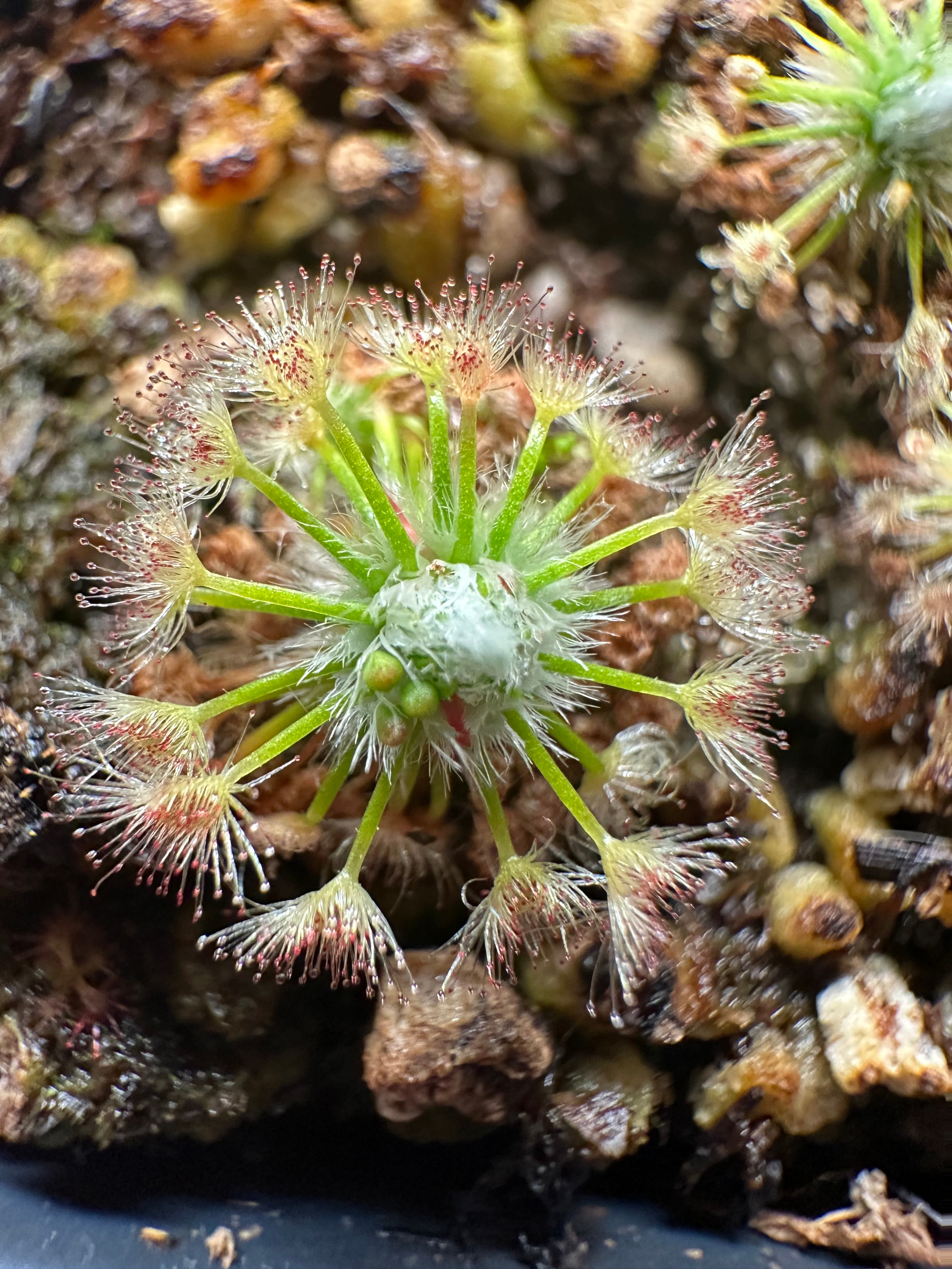 Drosera nivea gemmae