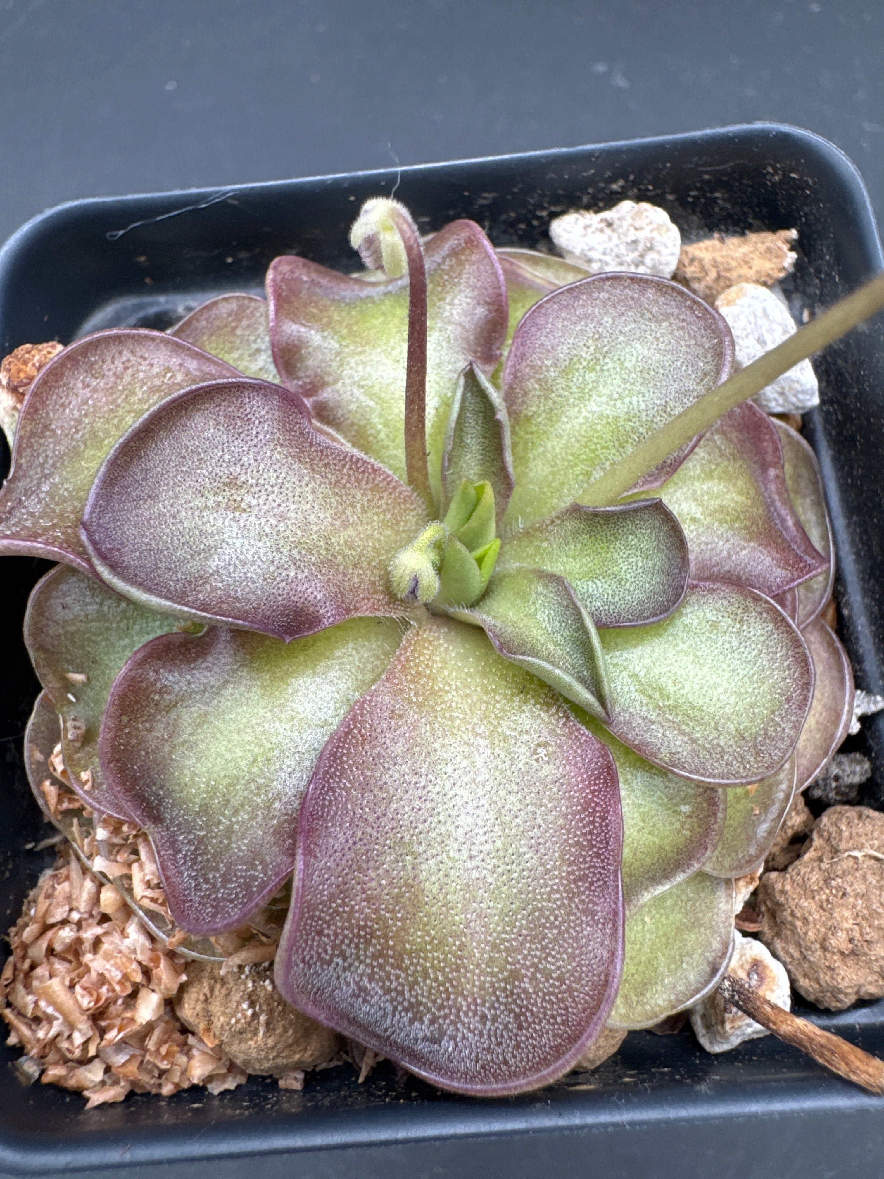 Pinguicula emarginata x cyclosecta