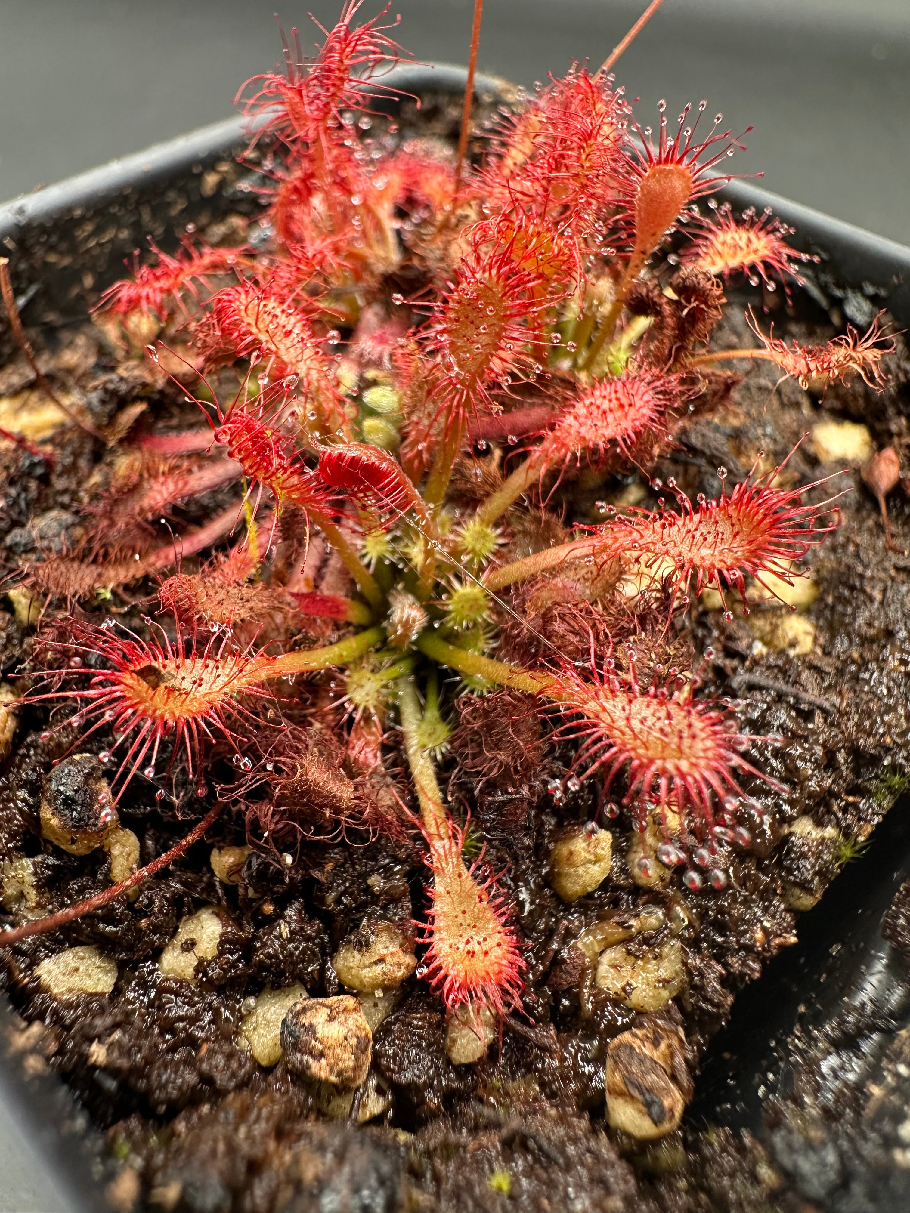 Drosera oblanceolata (Hong Kong) seeds