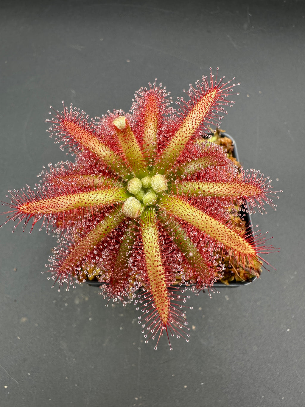 Drosera graomogolensis (Botumirim, Minas Gerais, BRA)