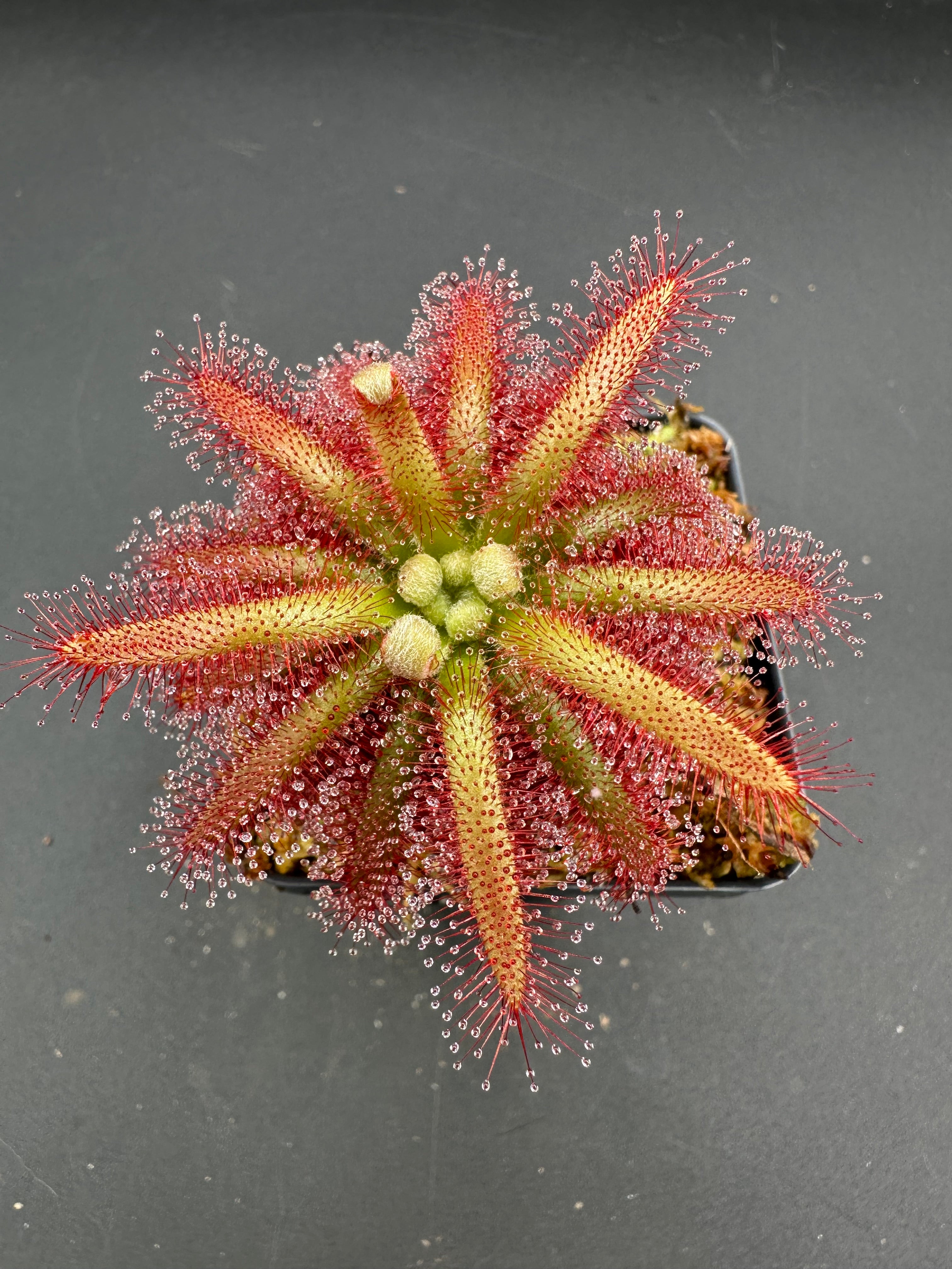 Drosera graomogolensis (Botumirim, Minas Gerais, BRA)