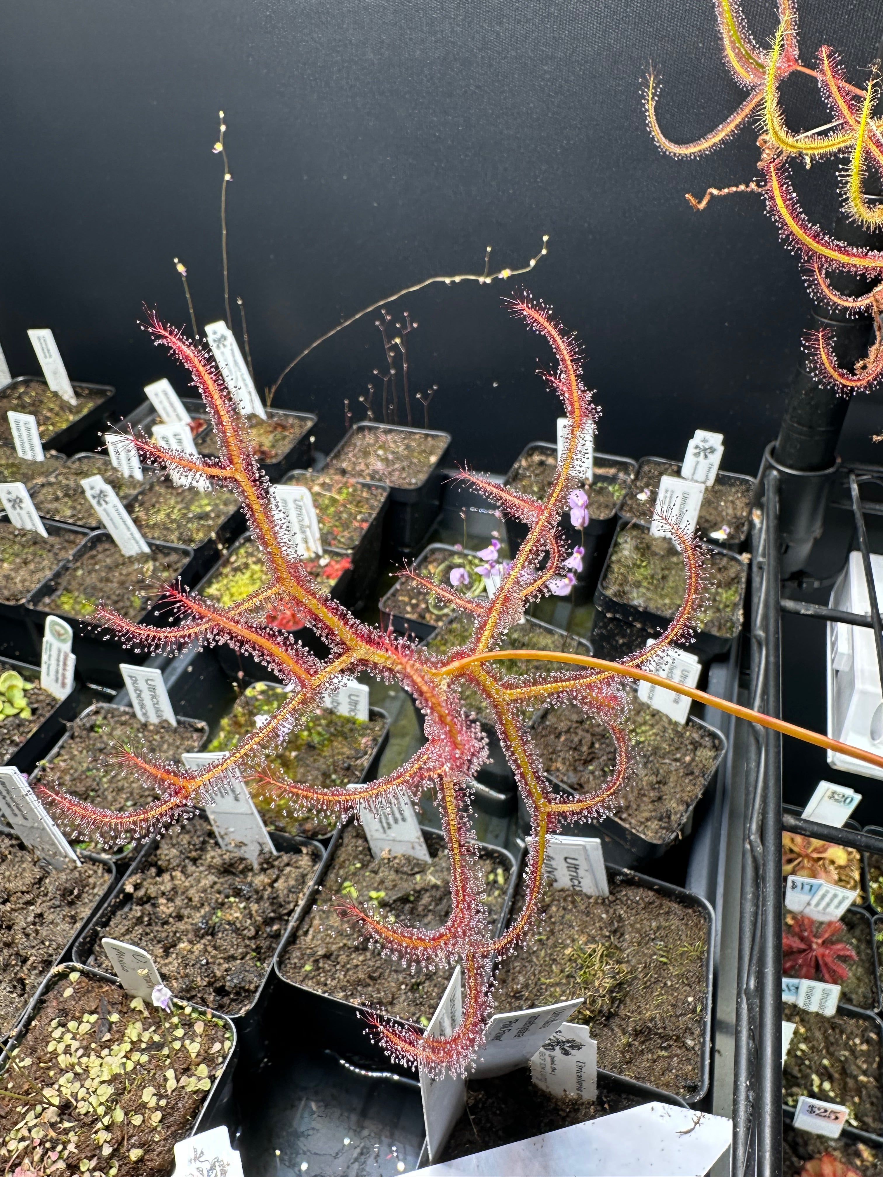 Drosera binata var. multifida seeds