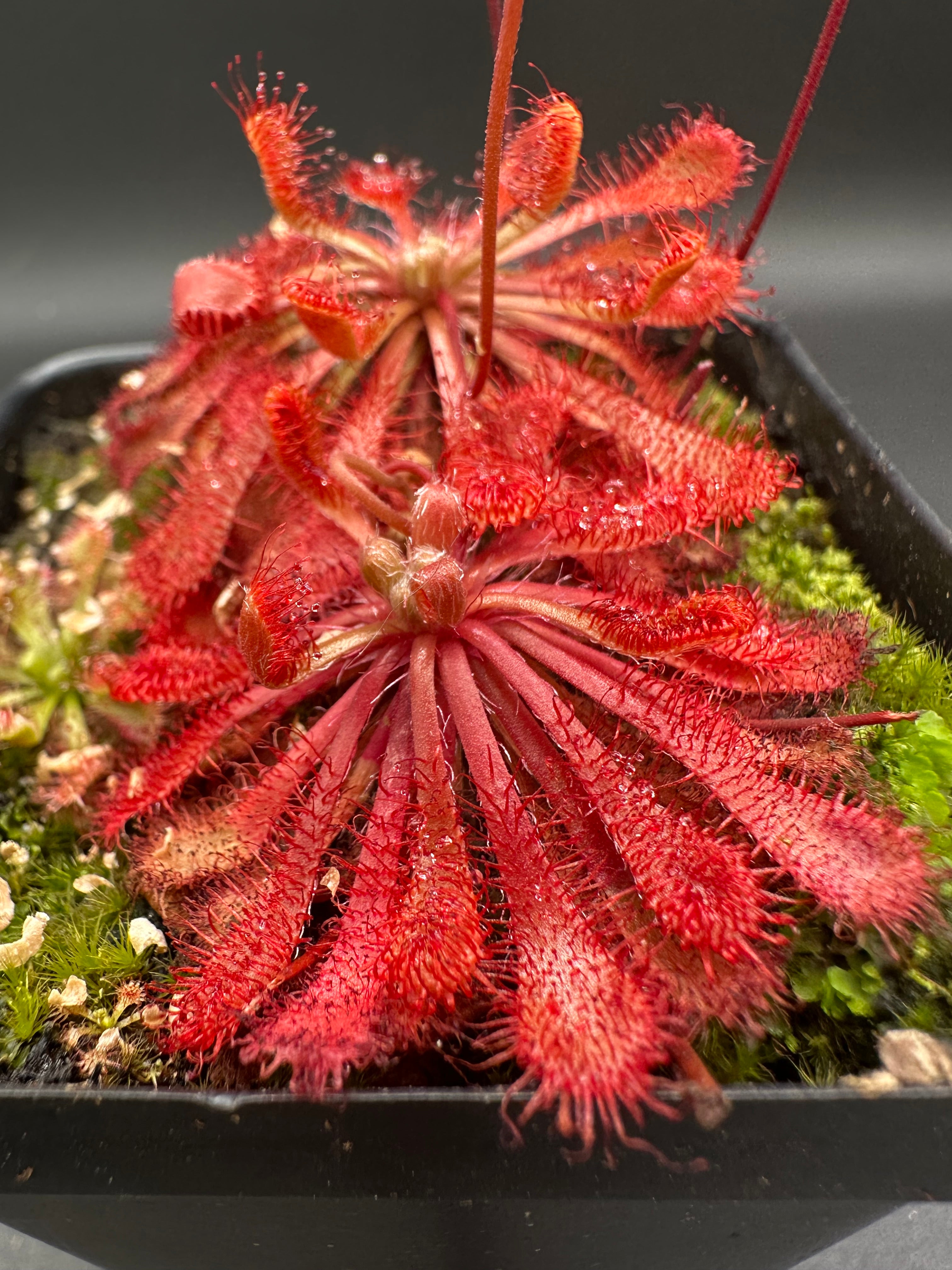 Drosera spatulata (Formosa, TWN) seeds