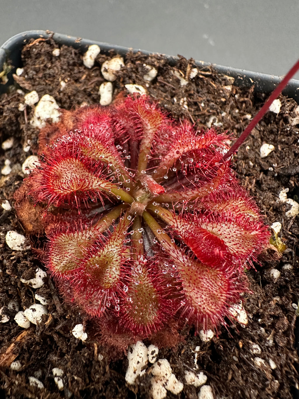 Drosera spatulata (Pearl River Delta)