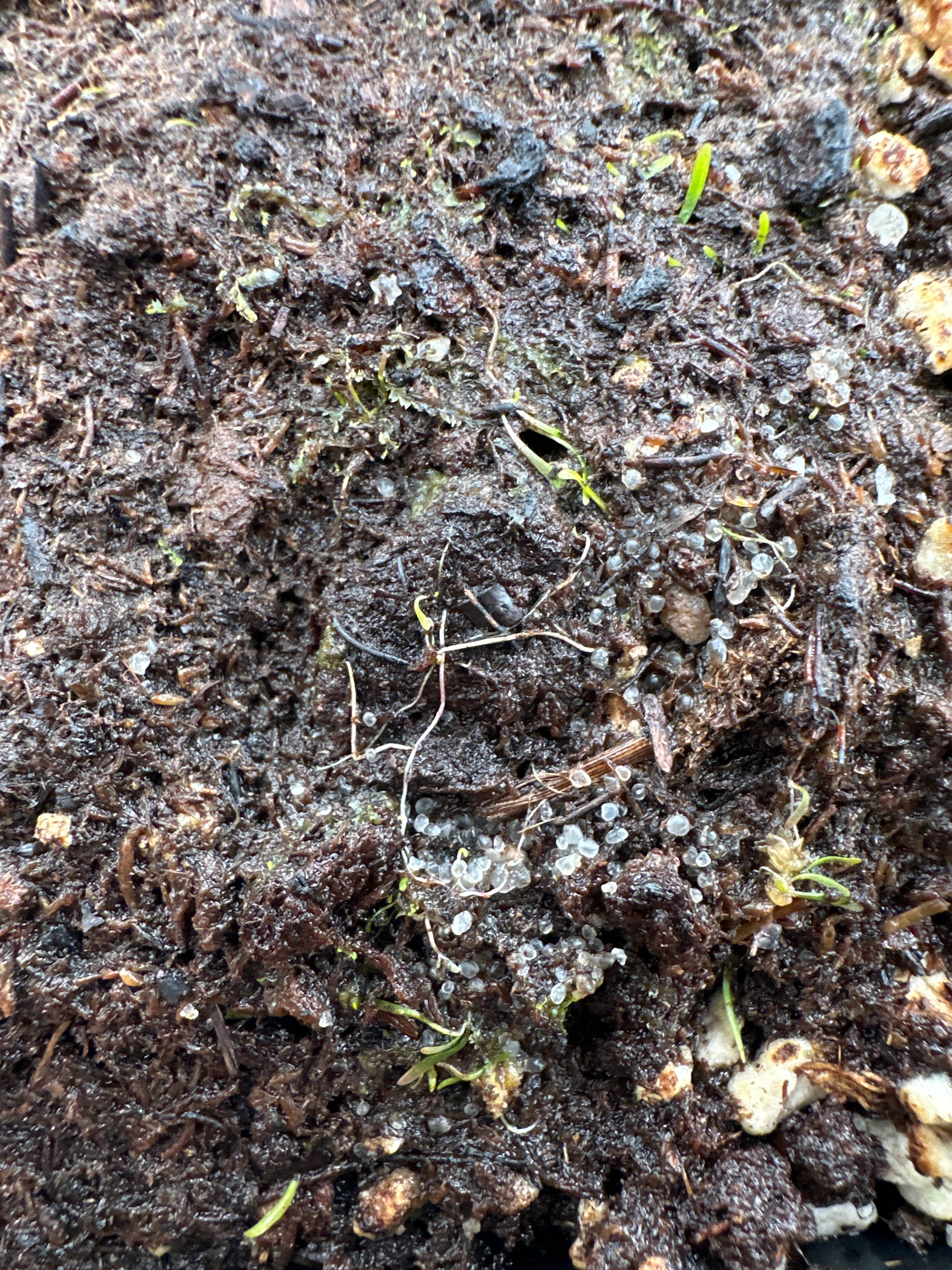 Utricularia delicatula