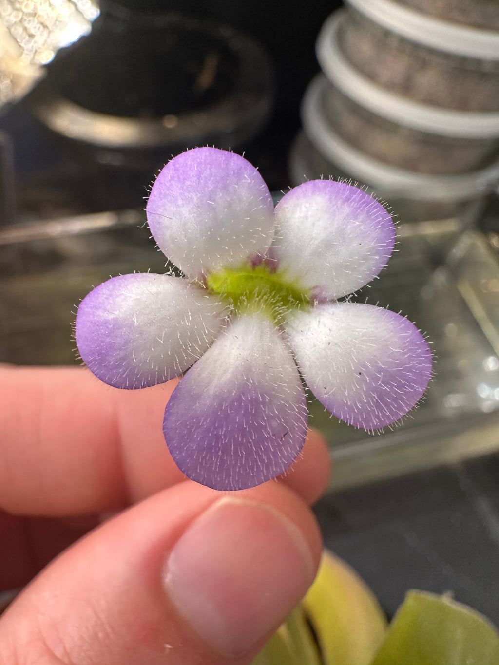 Pinguicula pilosa