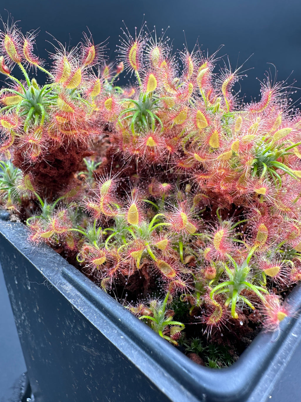 Drosera scorpioides (Gidgegannup, WA) gemmae (15 count)