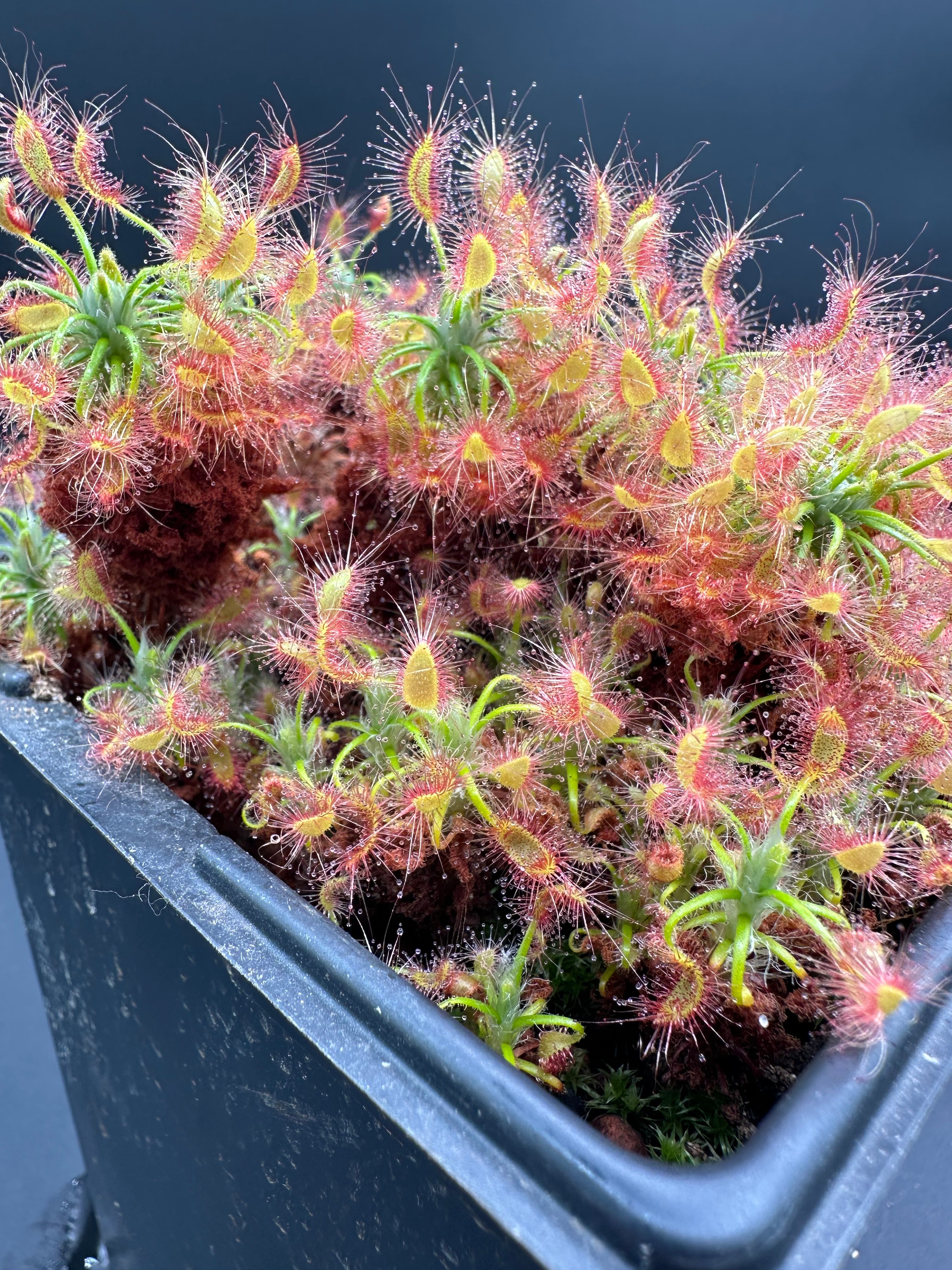 Drosera scorpioides (Gidgegannup, WA) gemmae (15 count)