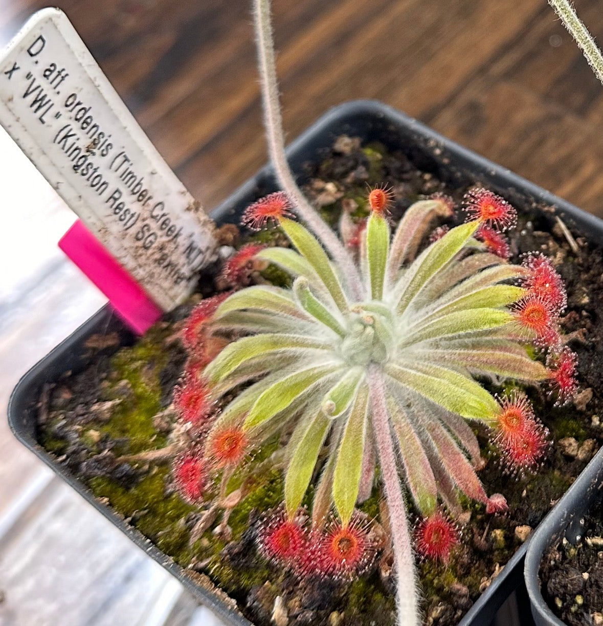Drosera aff. ordensis (Timber Creek, NT) x "VWL" (Kingston Rest)