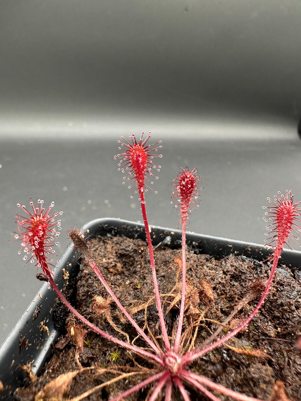 Drosera nidiformis (Near Port Edwards, ZAF)