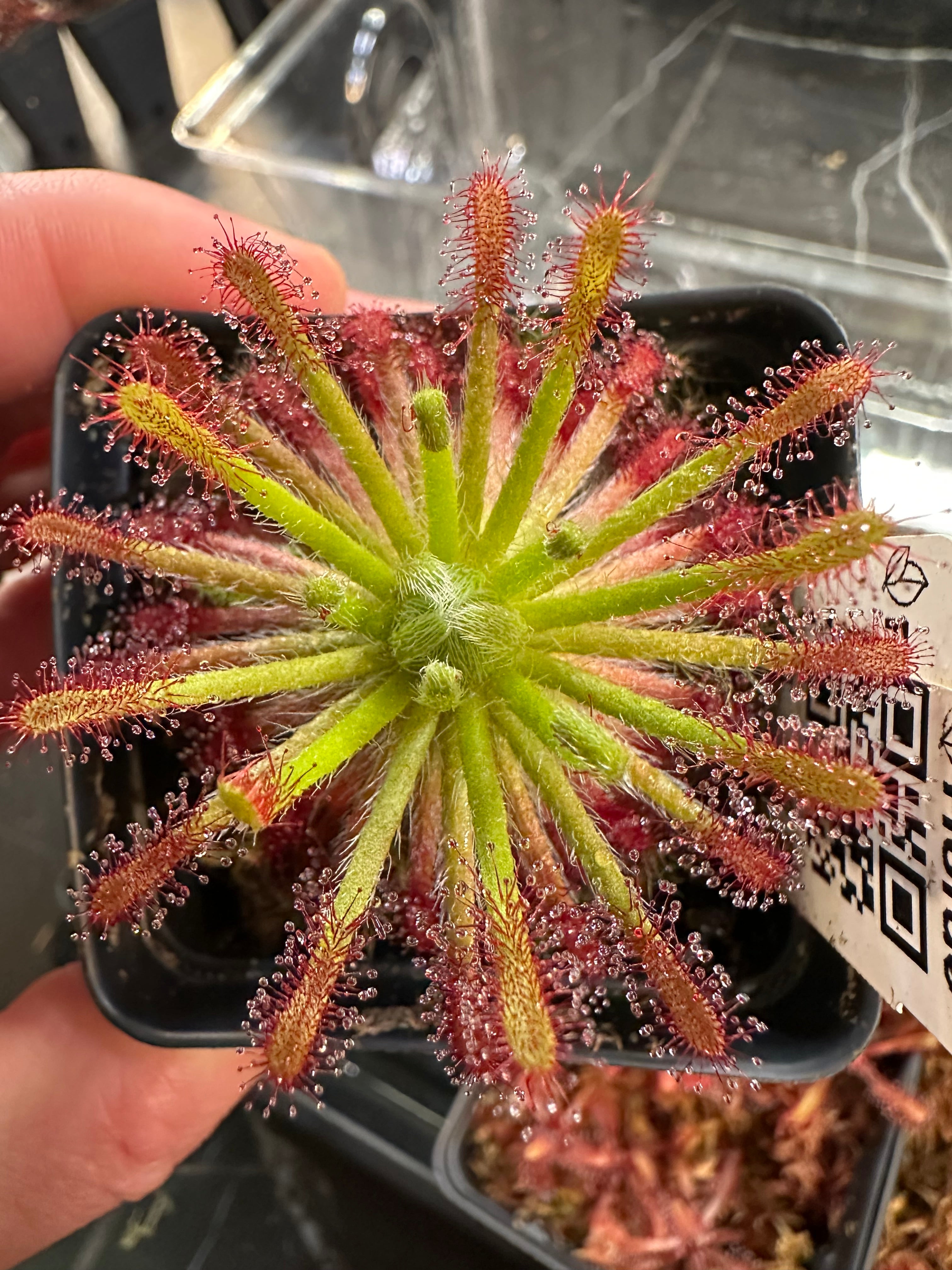 Drosera neocaledonica