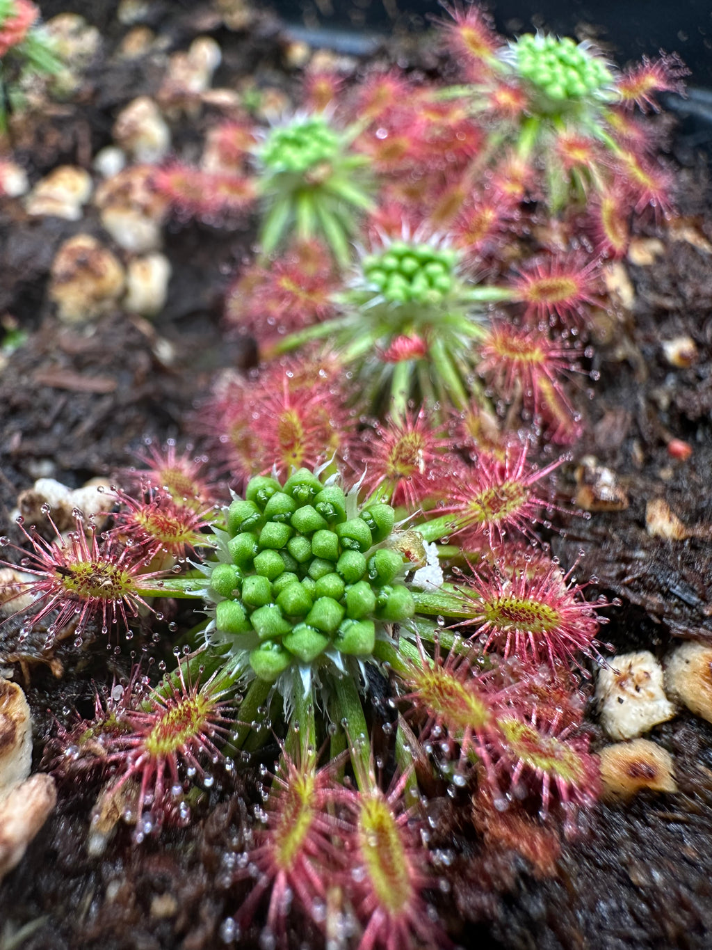Drosera stelliflora gemmae