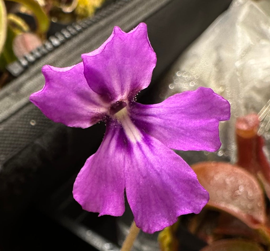 Pinguicula "Lautner 92/52" x "Big Purple Thing"