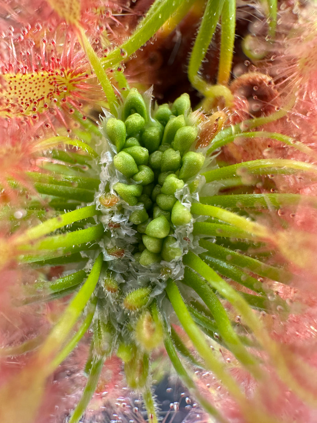 Drosera scorpioides (Gidgegannup, WA) gemmae (15 count)