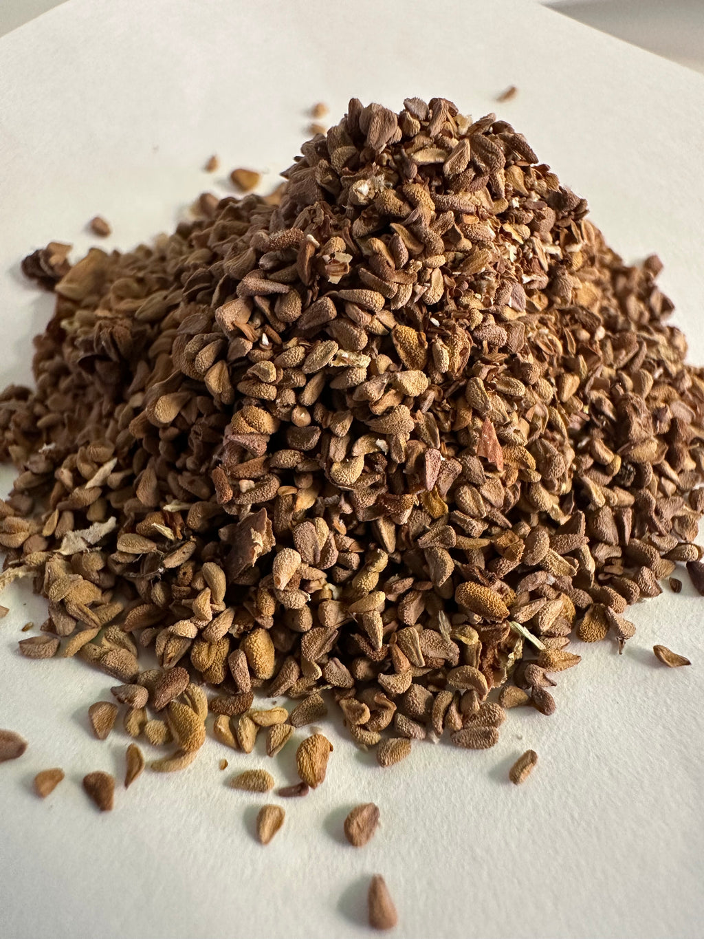 Open pollinated Sarracenia seeds