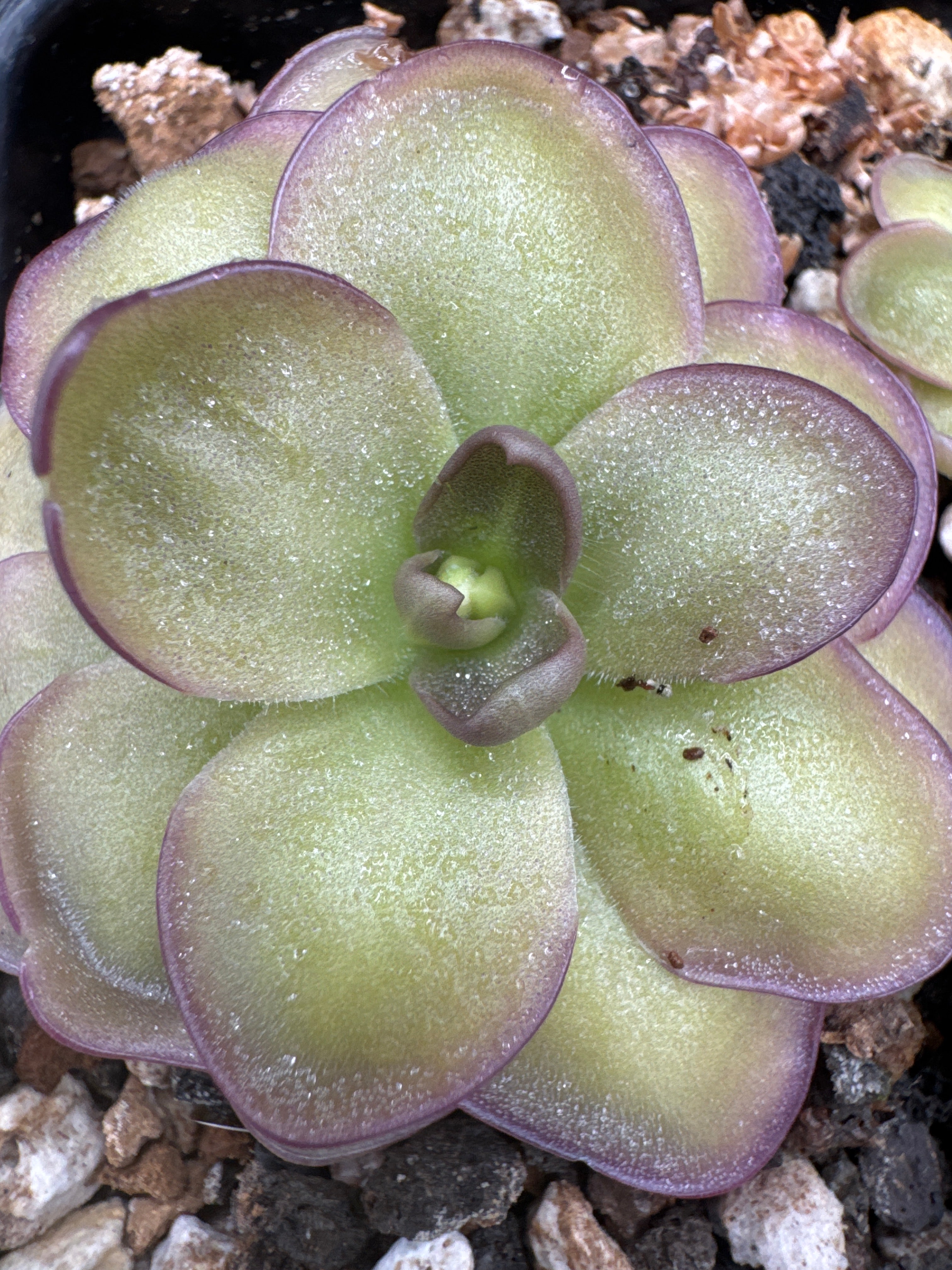 Pinguicula "Leilani"