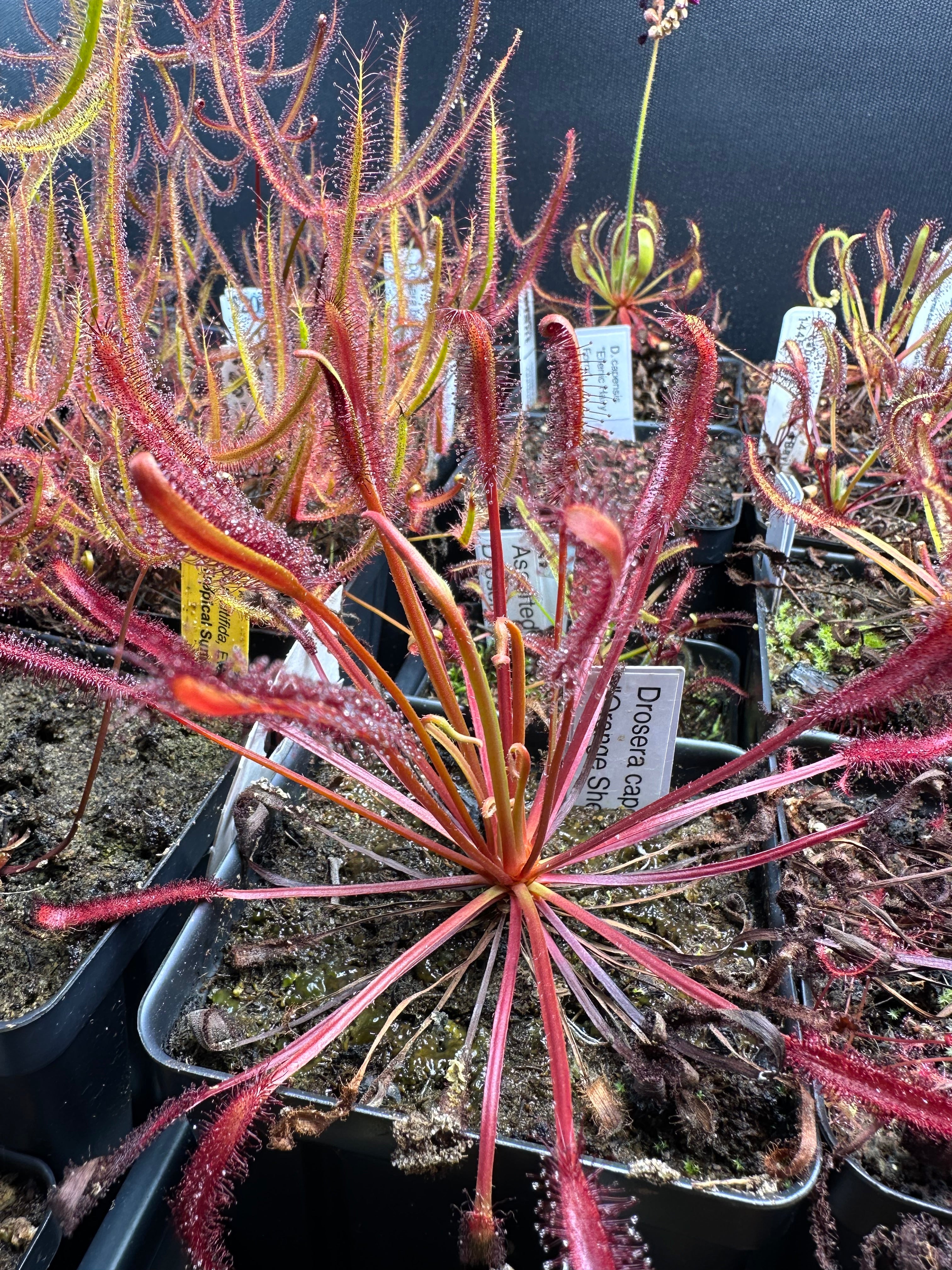 Drosera capensis "Orange Sherbet" seeds 50+