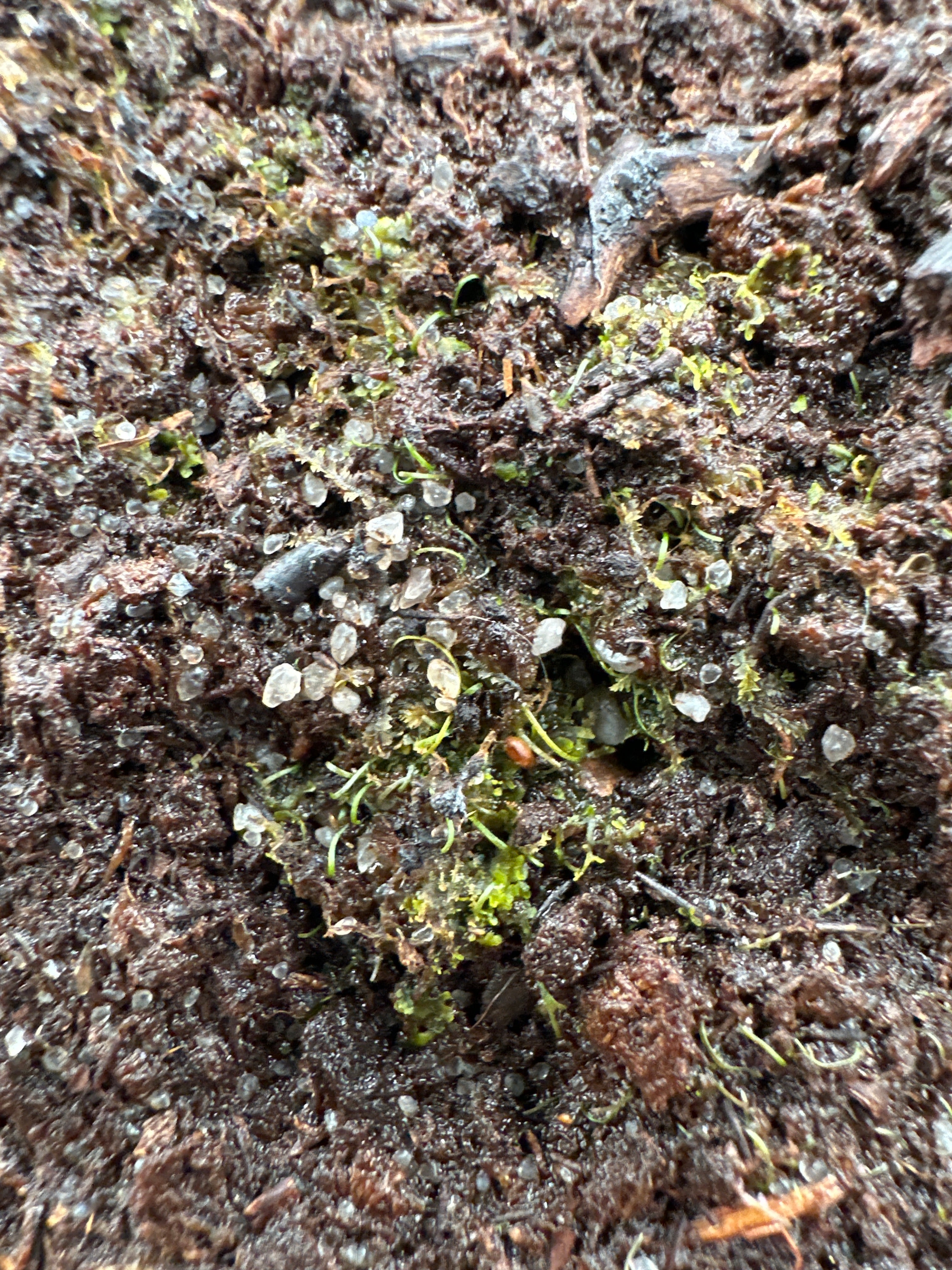 Utricularia laciniata