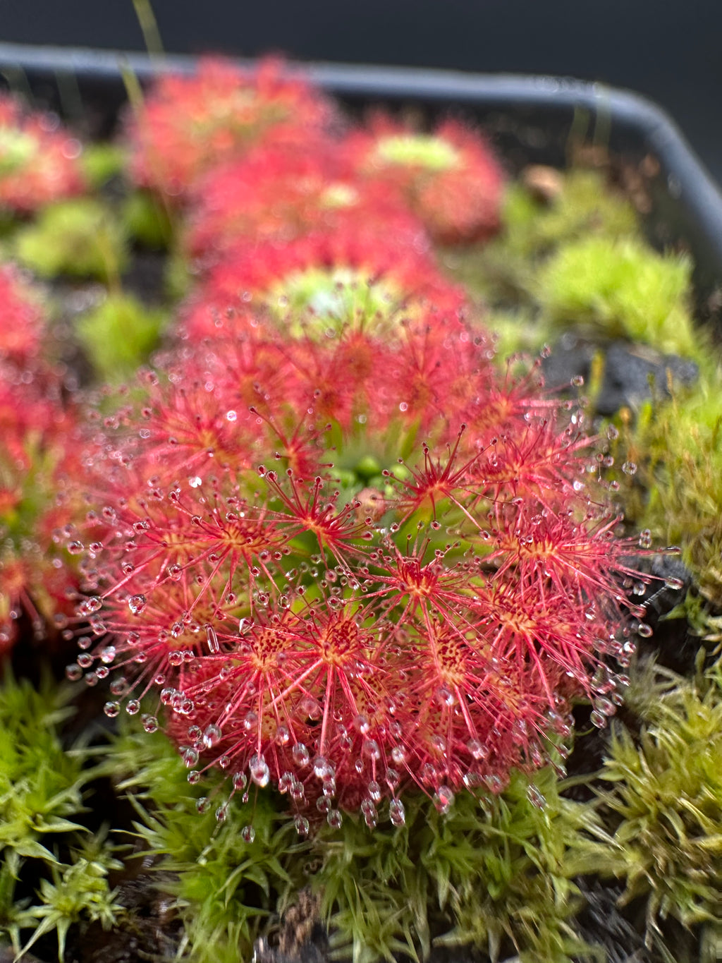 Drosera enodes gemmae