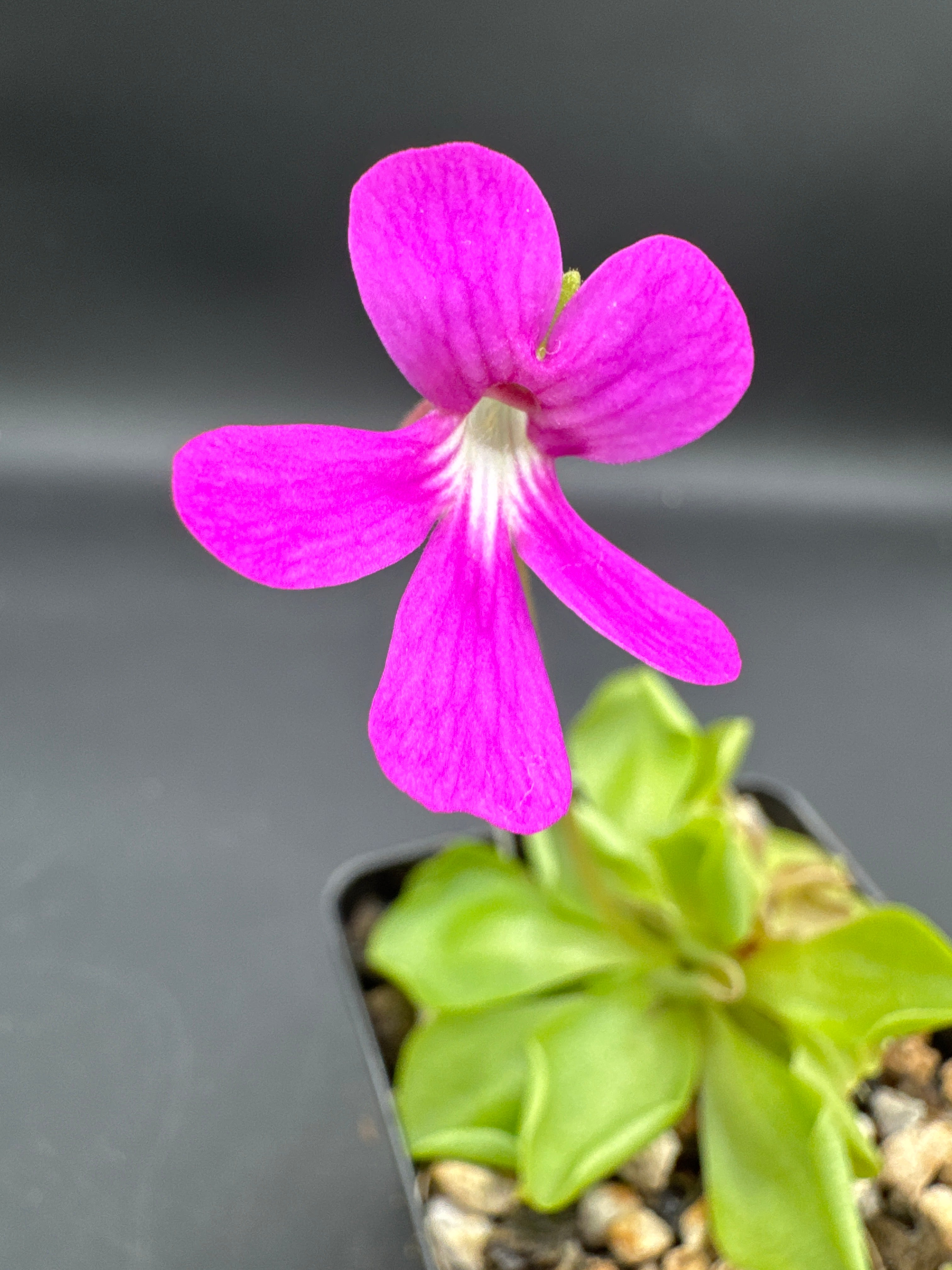 Pinguicula ‘Weser’ x cyclosecta