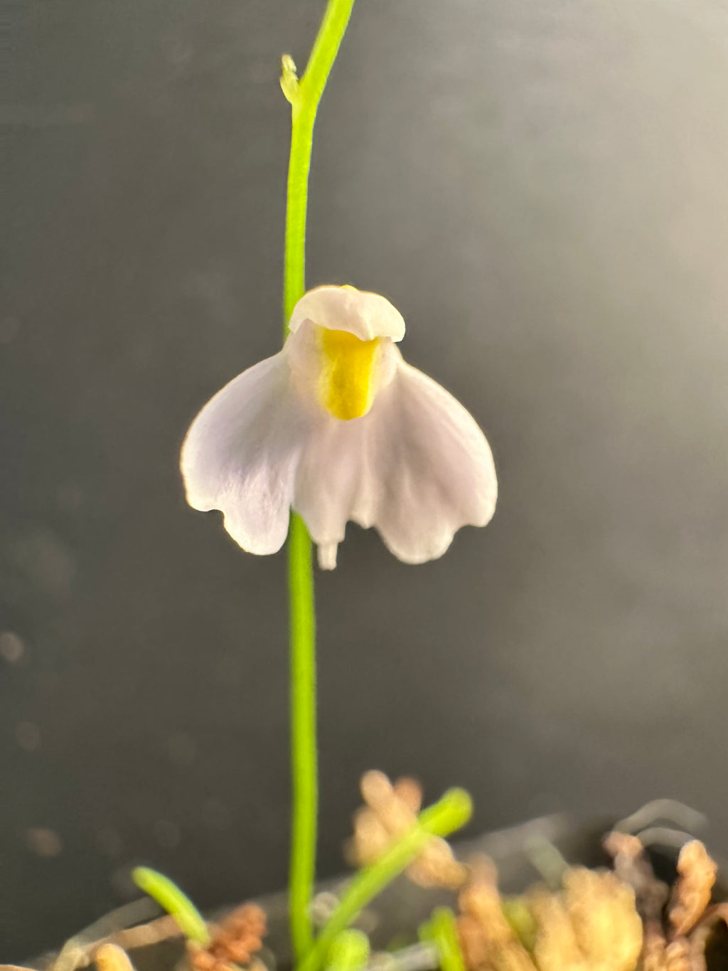 Utricularia panamensis (Valle de Anton, Cocle Province, PAN, 1100m)