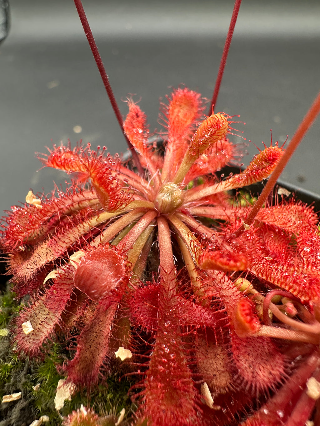 Drosera spatulata (Formosa, TWN) seeds