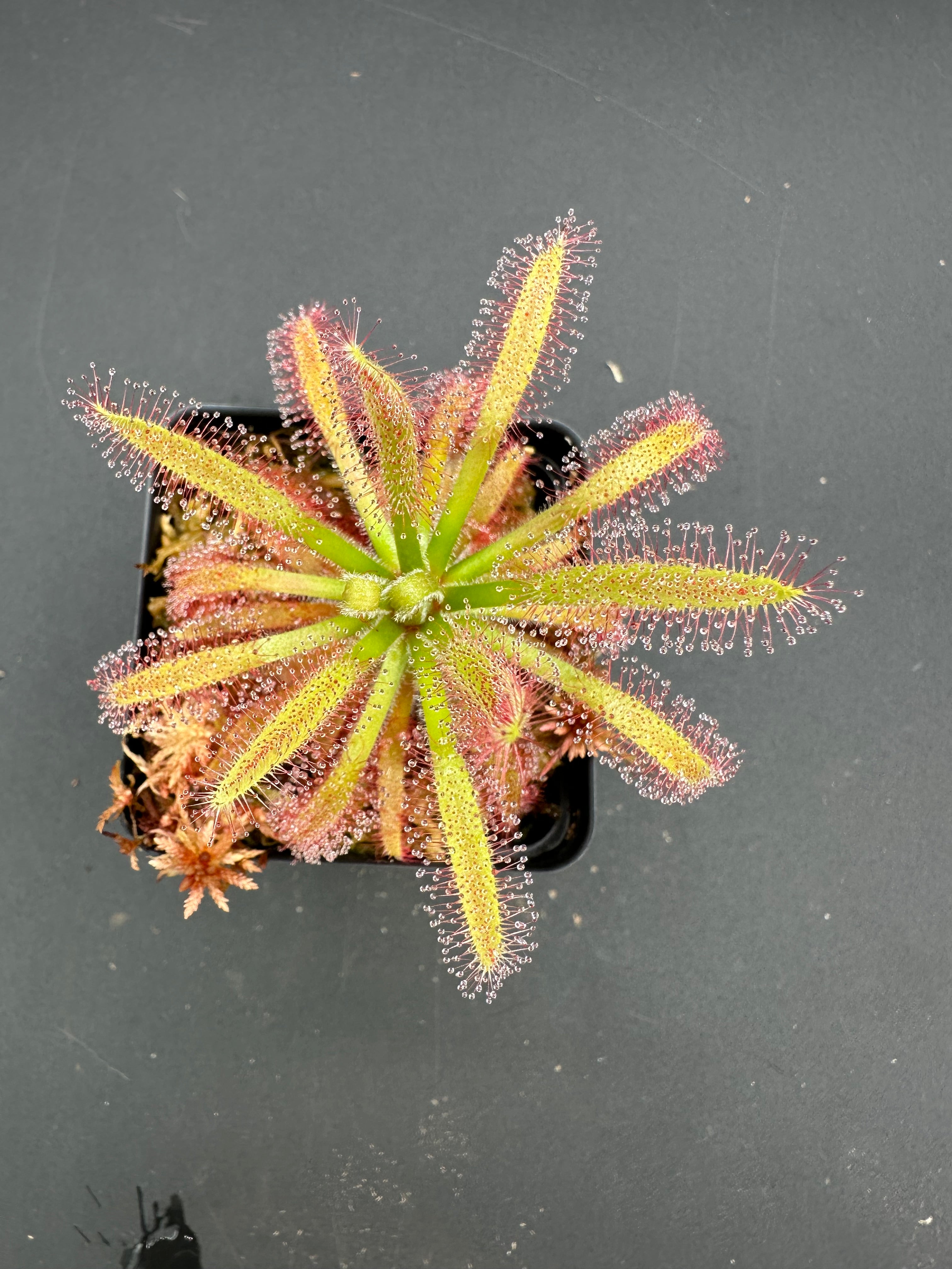 Drosera latifolia "giant" (Serra do Cabral, Brazil)
