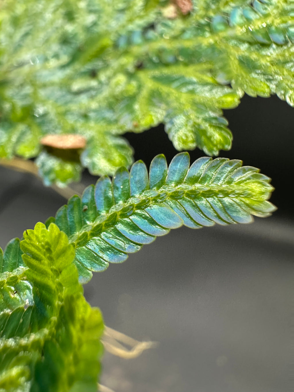 Selaginella wildenowii