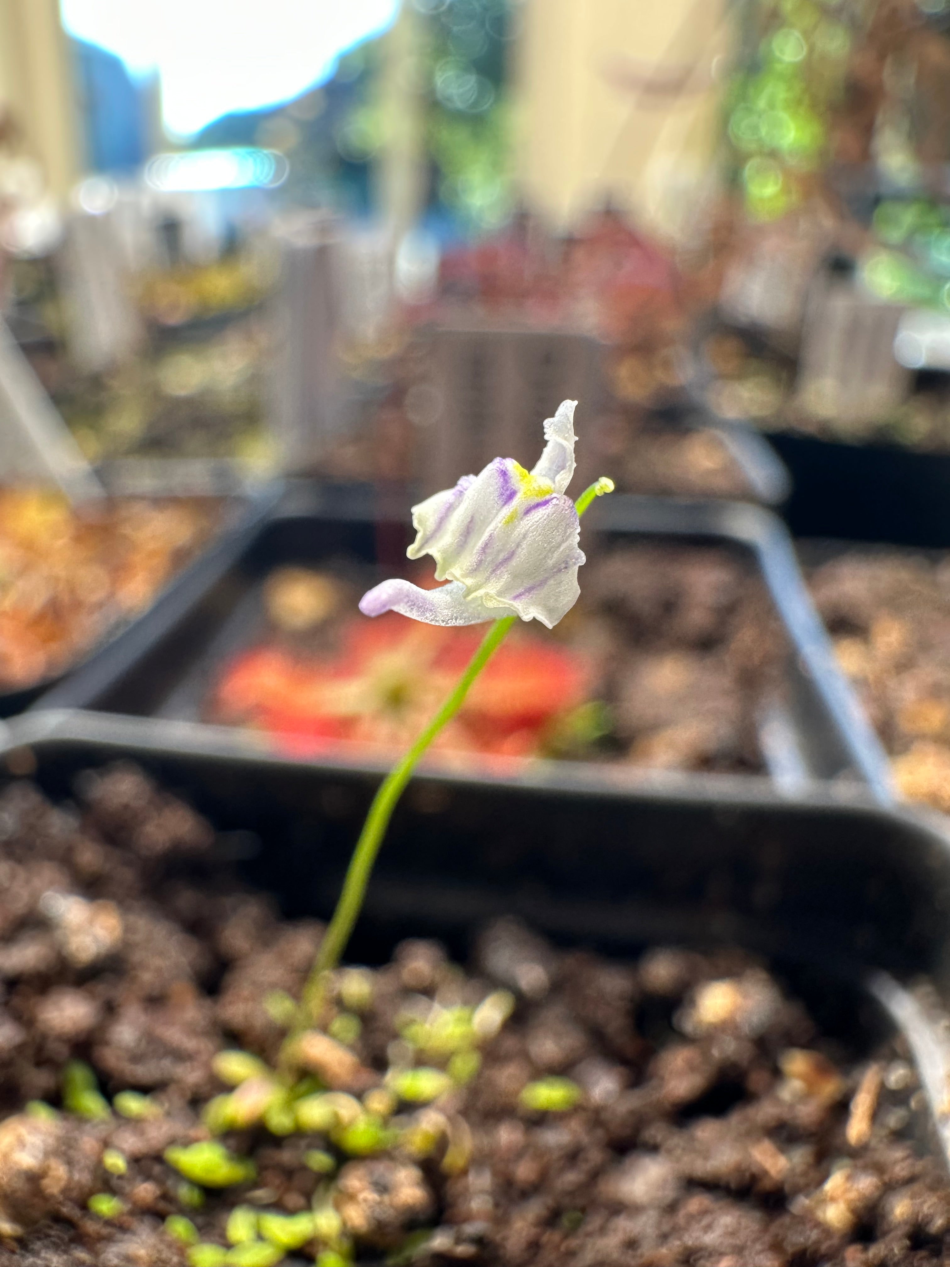 Utricularia aff. microcalyx (MAD)