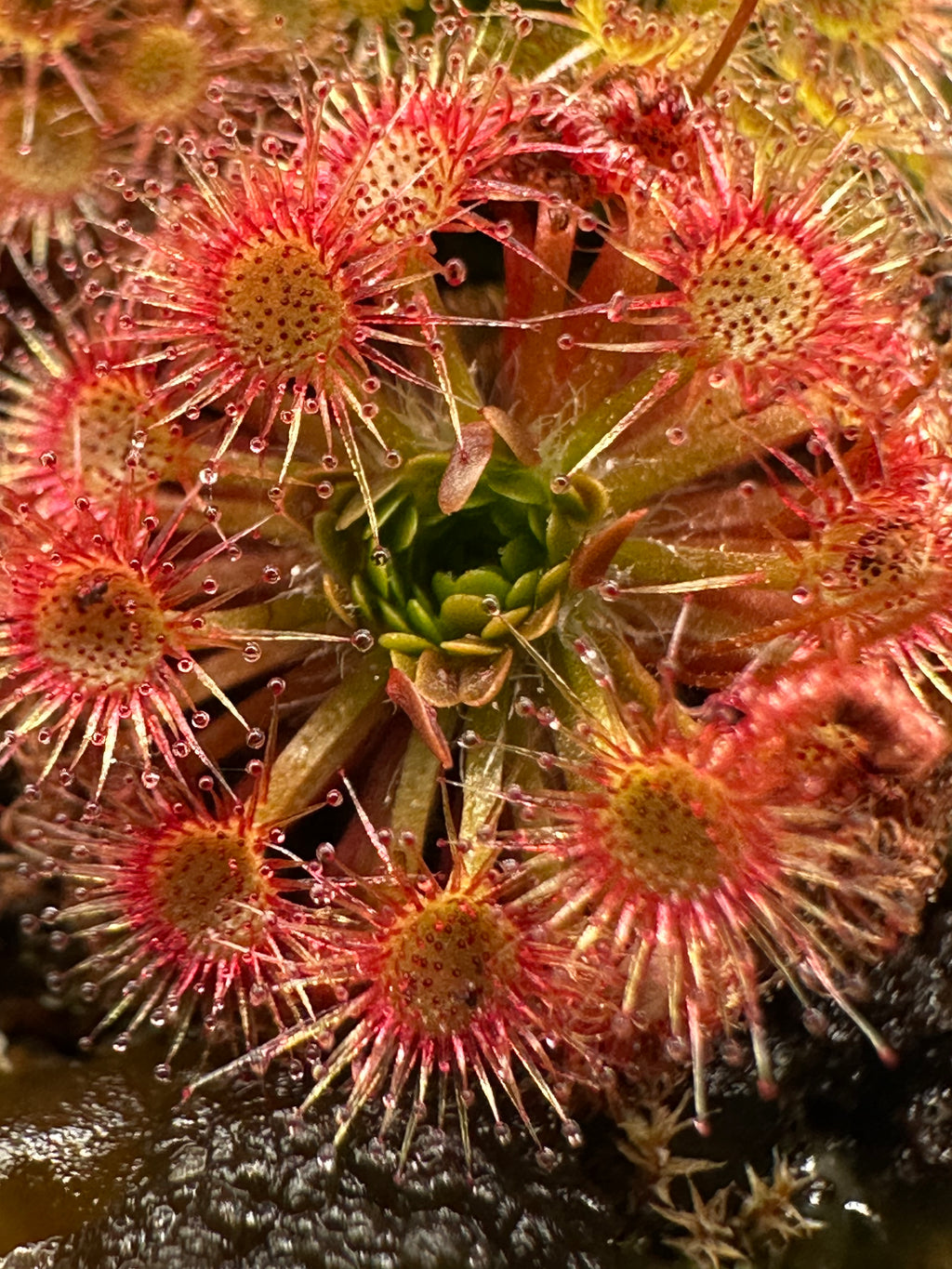 Drosera x badgerupii gemmae 15 count