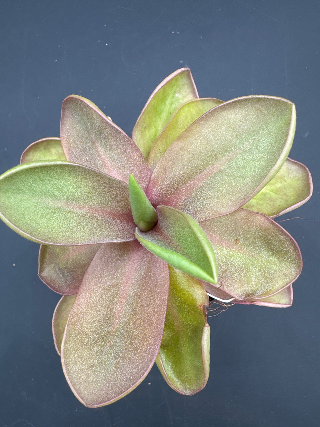 Pinguicula ‘Riva’