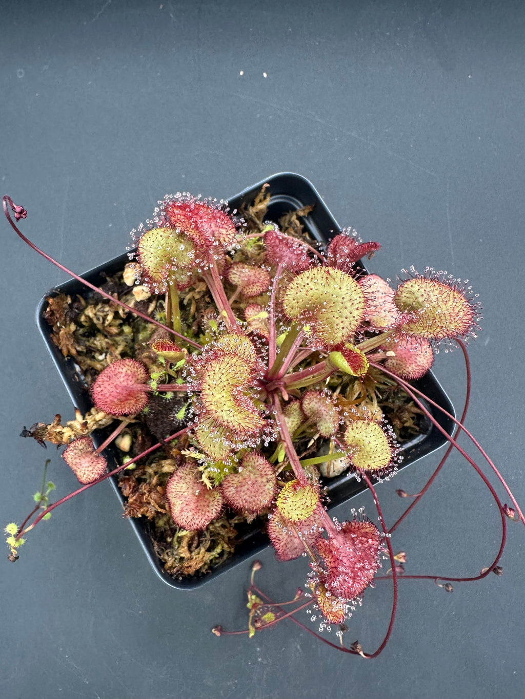 Drosera prolifera