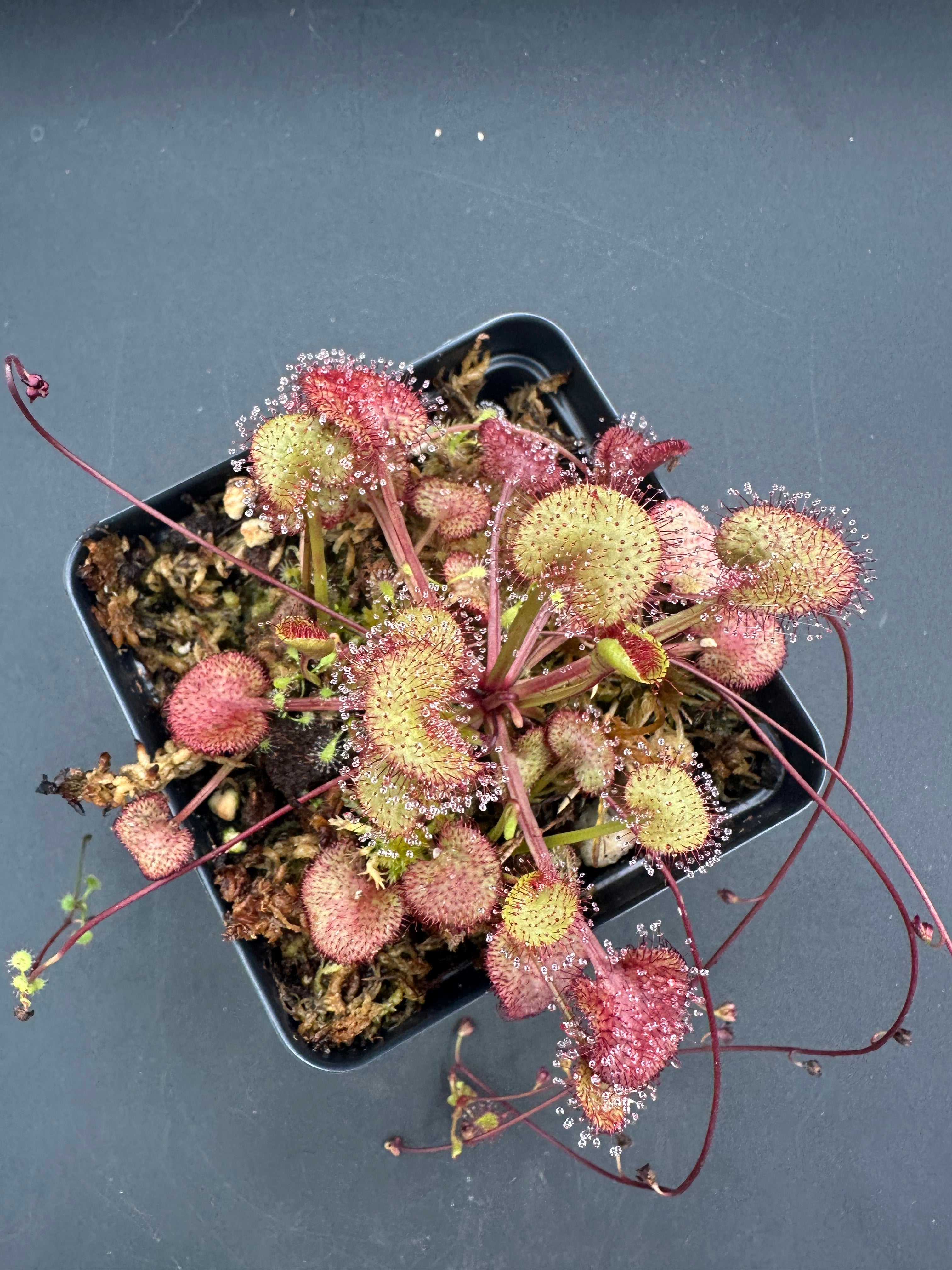 Drosera prolifera