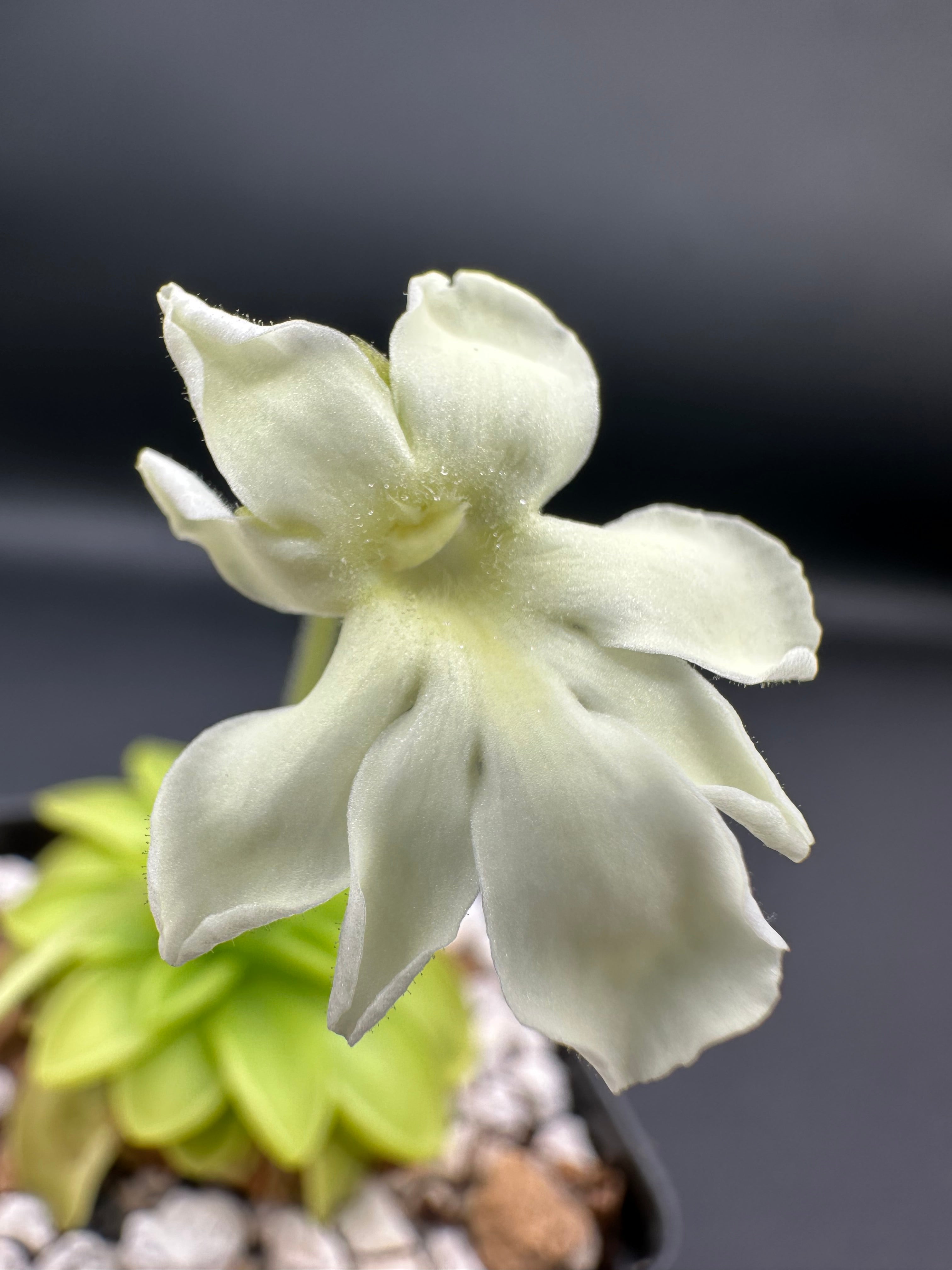 Pinguicula "BCP Golden Eye"