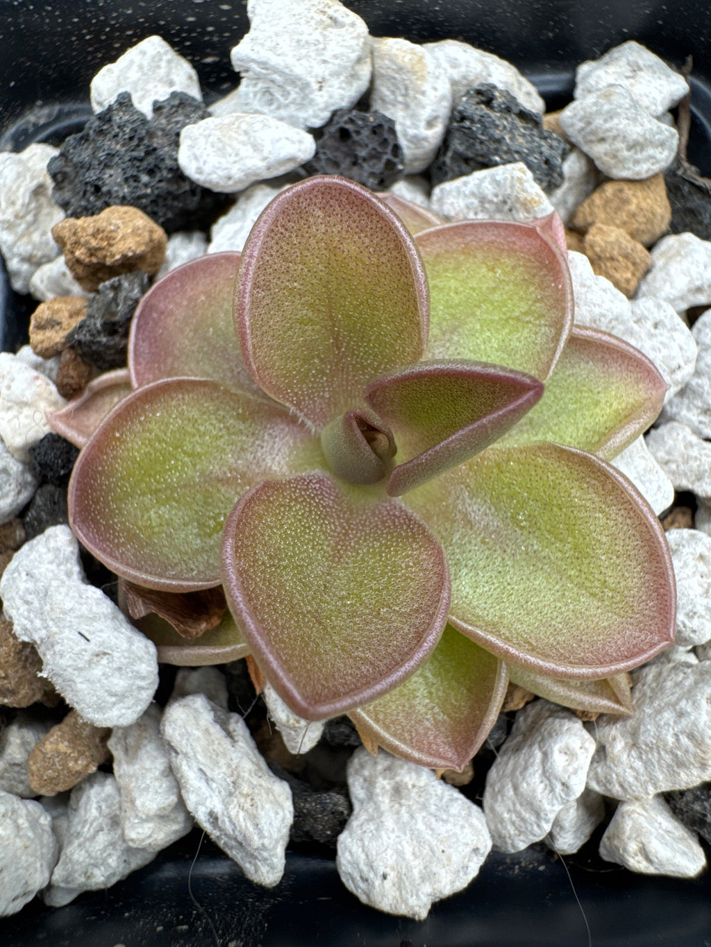 Pinguicula "Saguaro Sunrise"