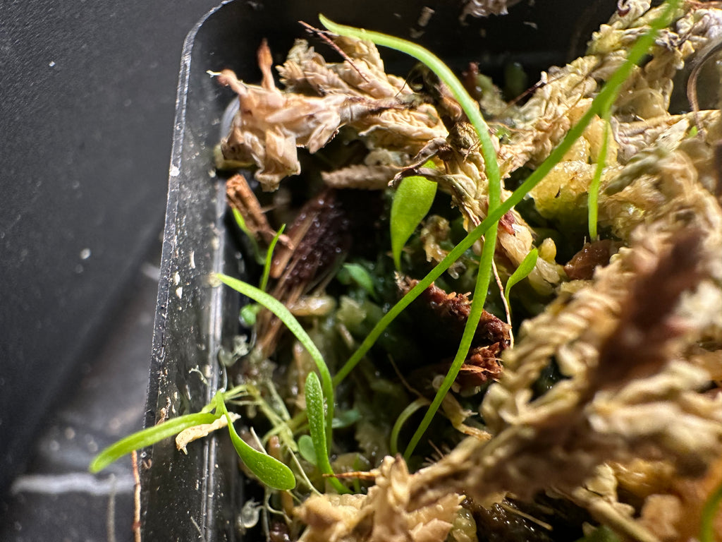 Utricularia panamensis (Valle de Anton, Cocle Province, PAN, 1100m)