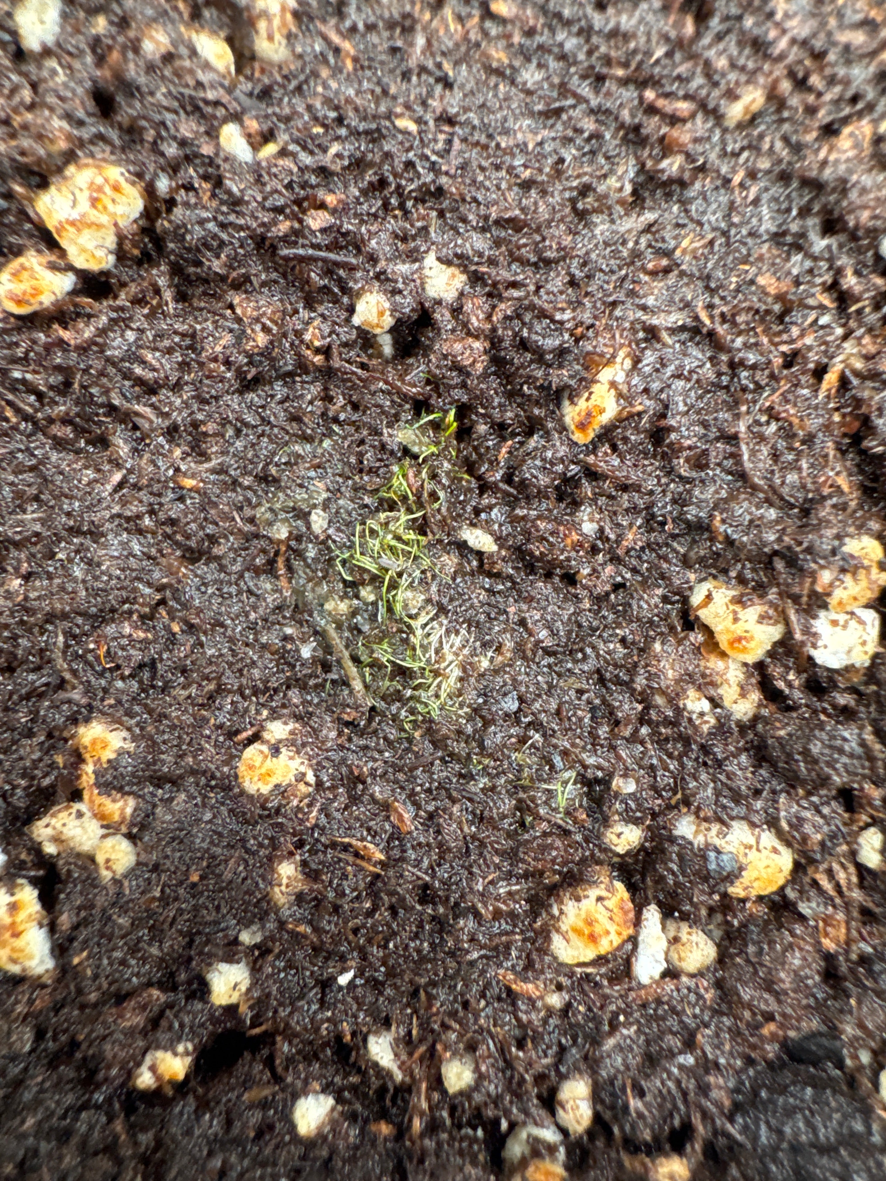 Utricularia simmonsii "Japanese clone"