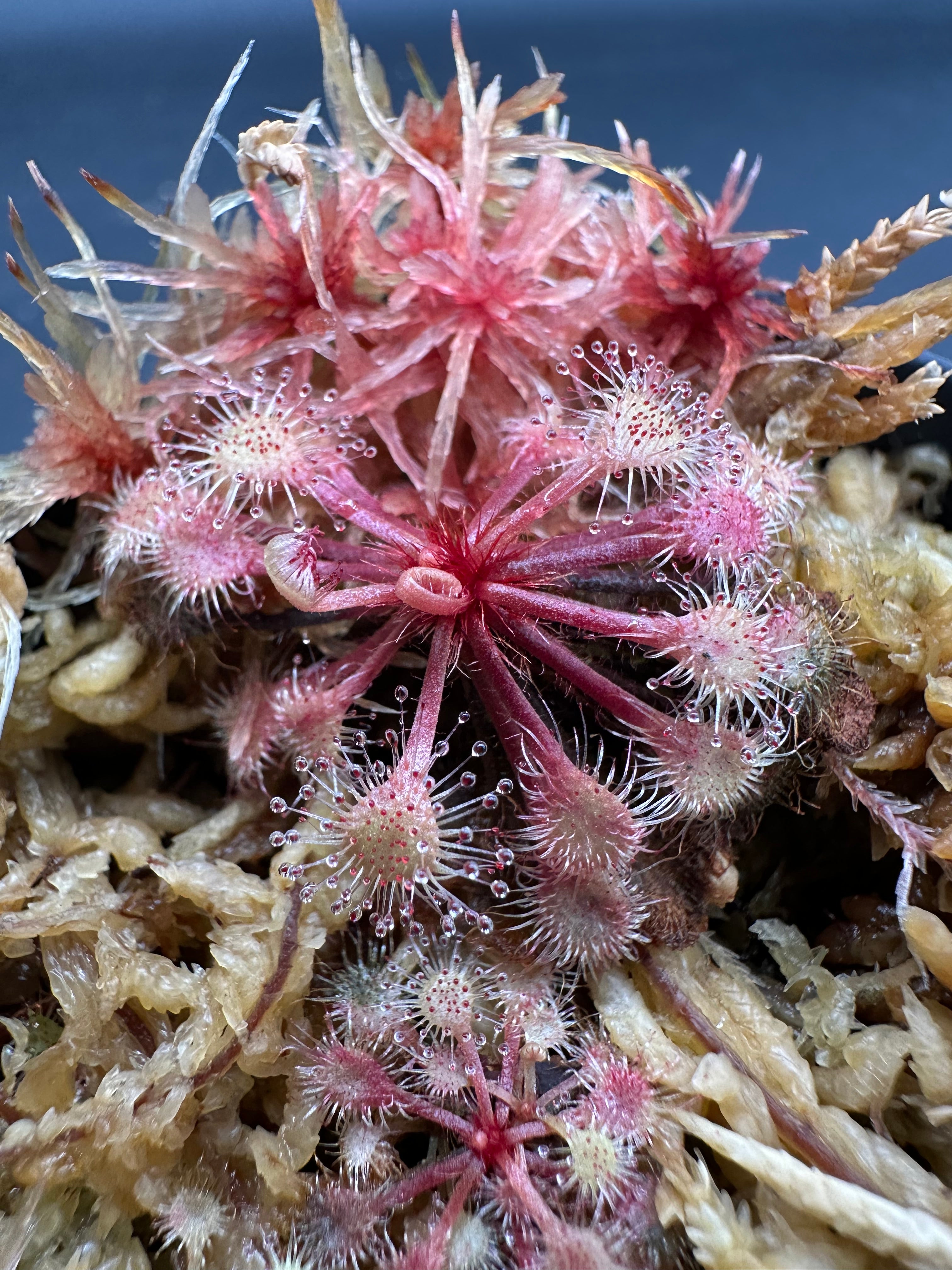 Drosera viridis (Serra de Ponta Grossa, Parana State, Brazil)