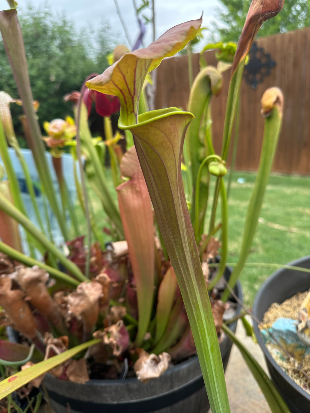 Sarracenia flava var. cuprea