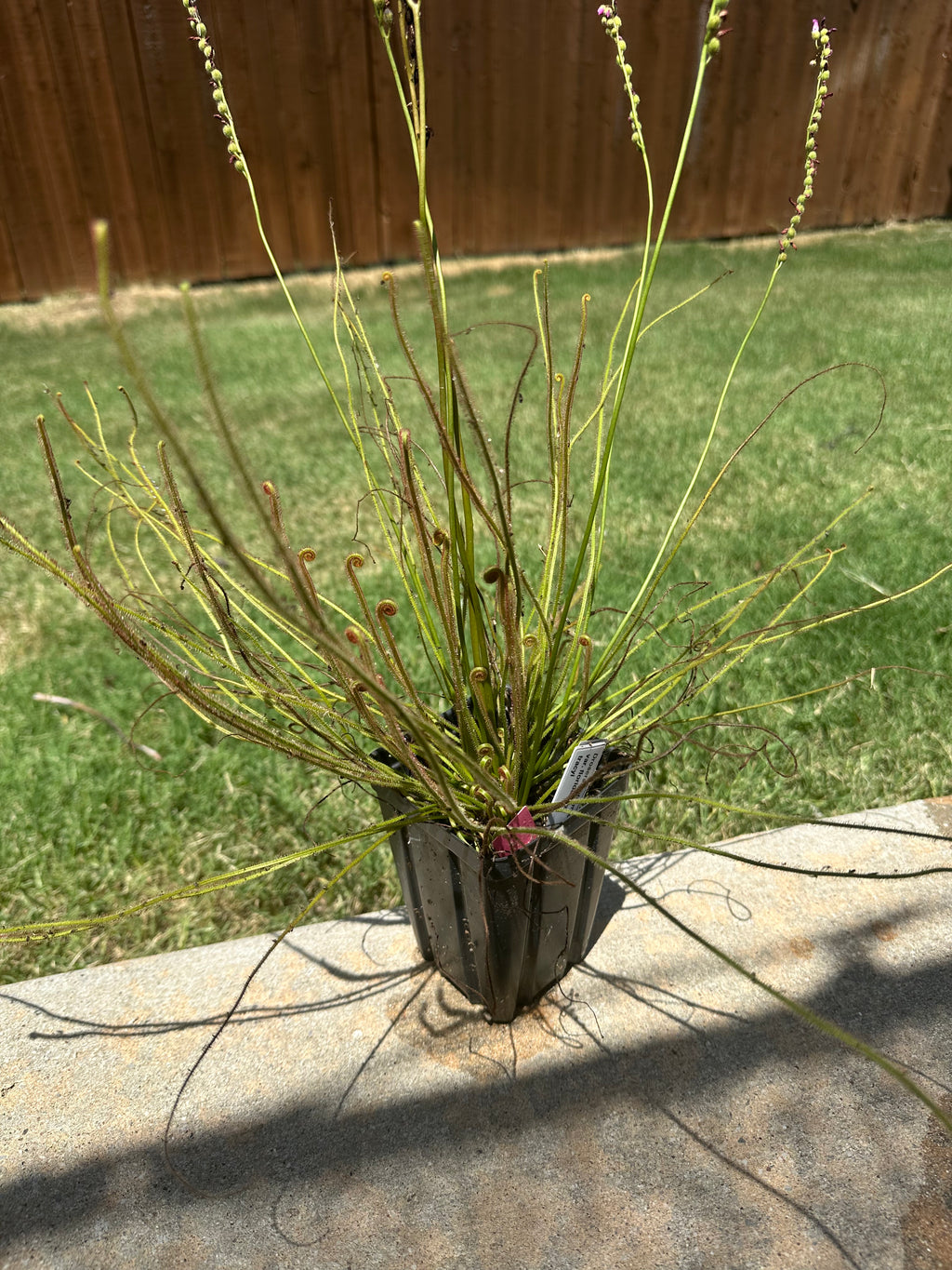 Drosera filiformis "florida red" x tracyi