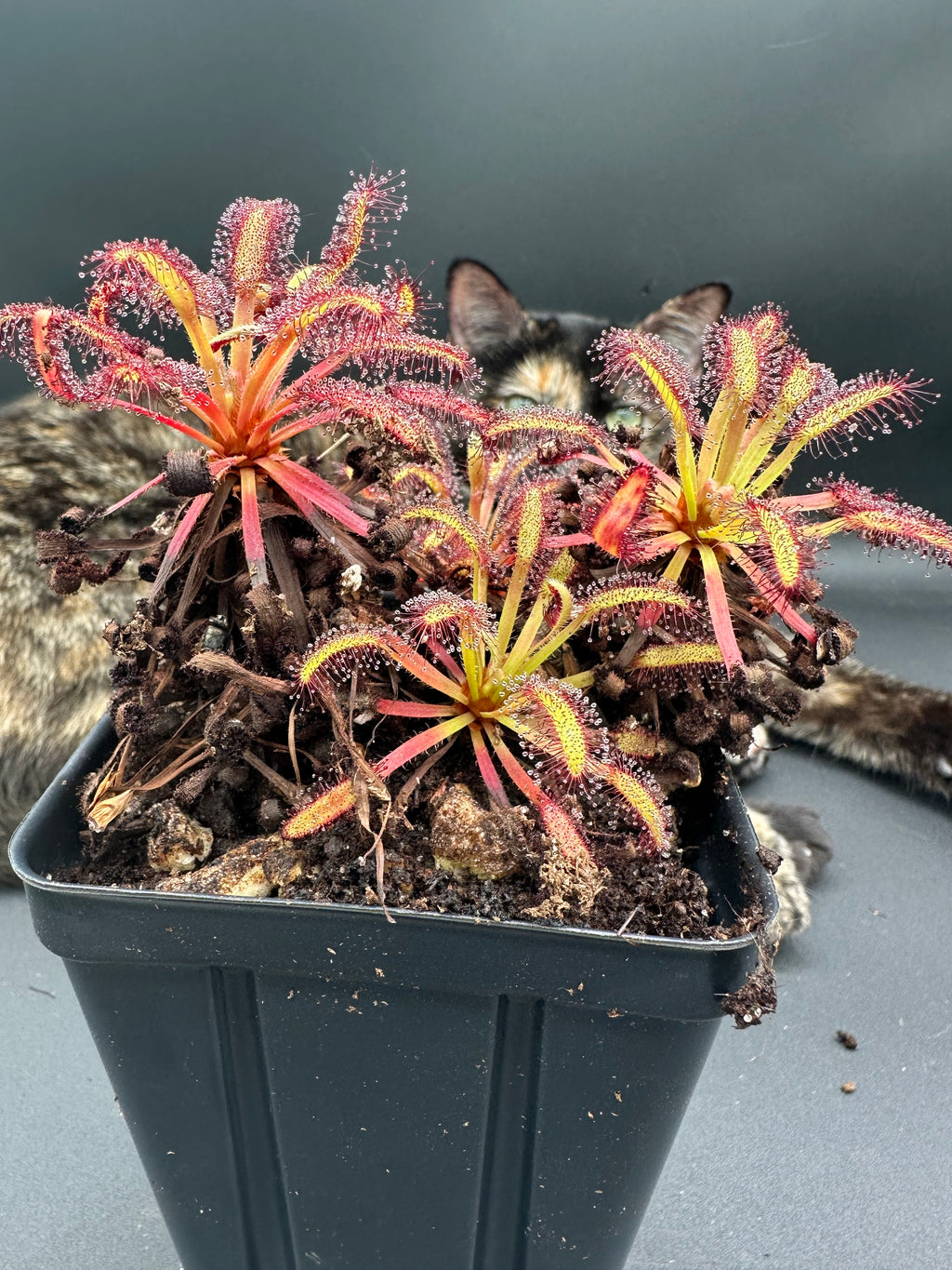 Drosera capensis (Drie Kuilen NR, ZAF) seeds