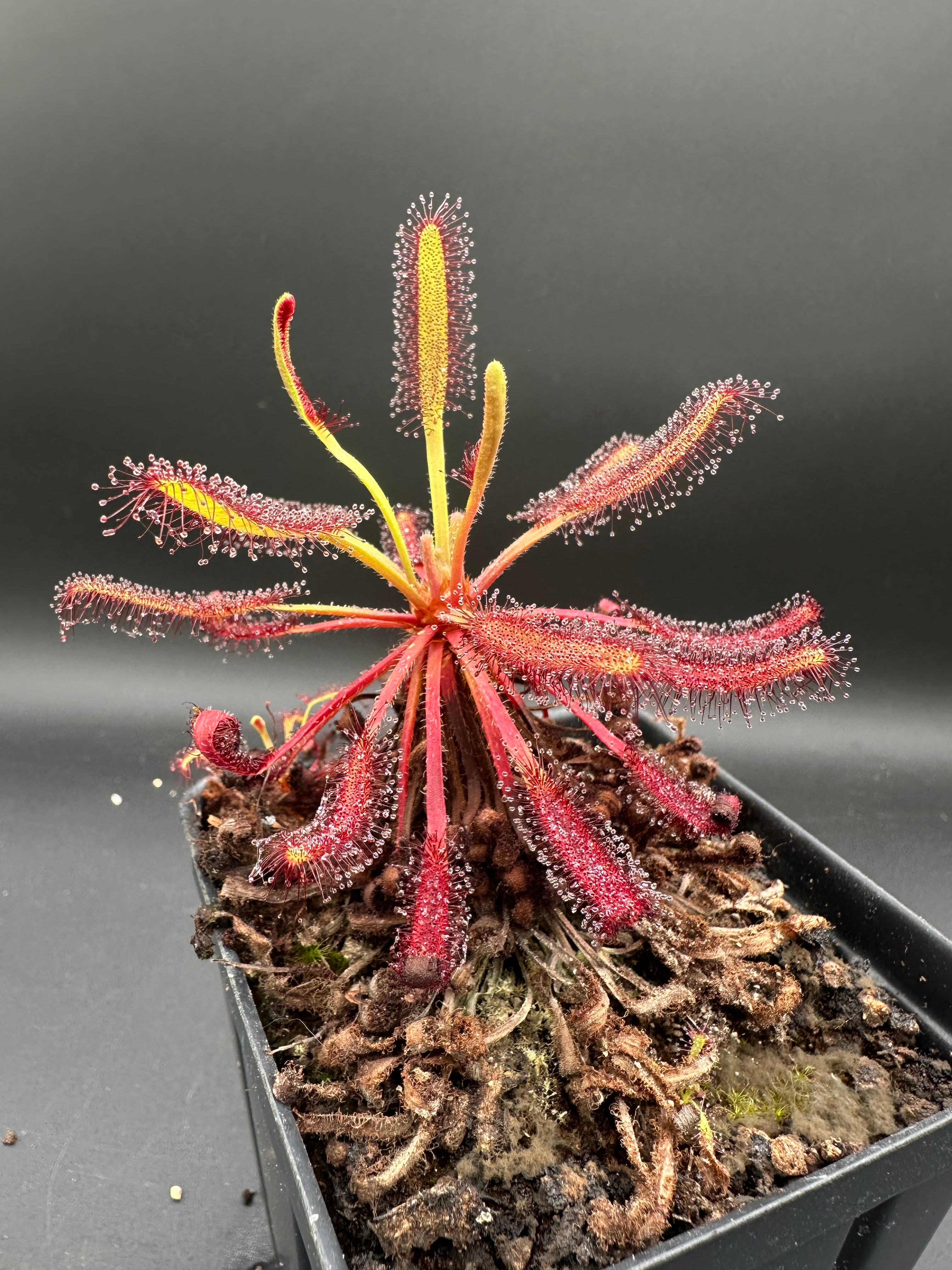 Drosera capensis (1285m Matroosberg, ZAF)