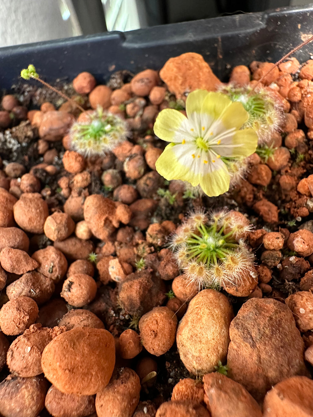 Drosera citrina gemmae 15 count