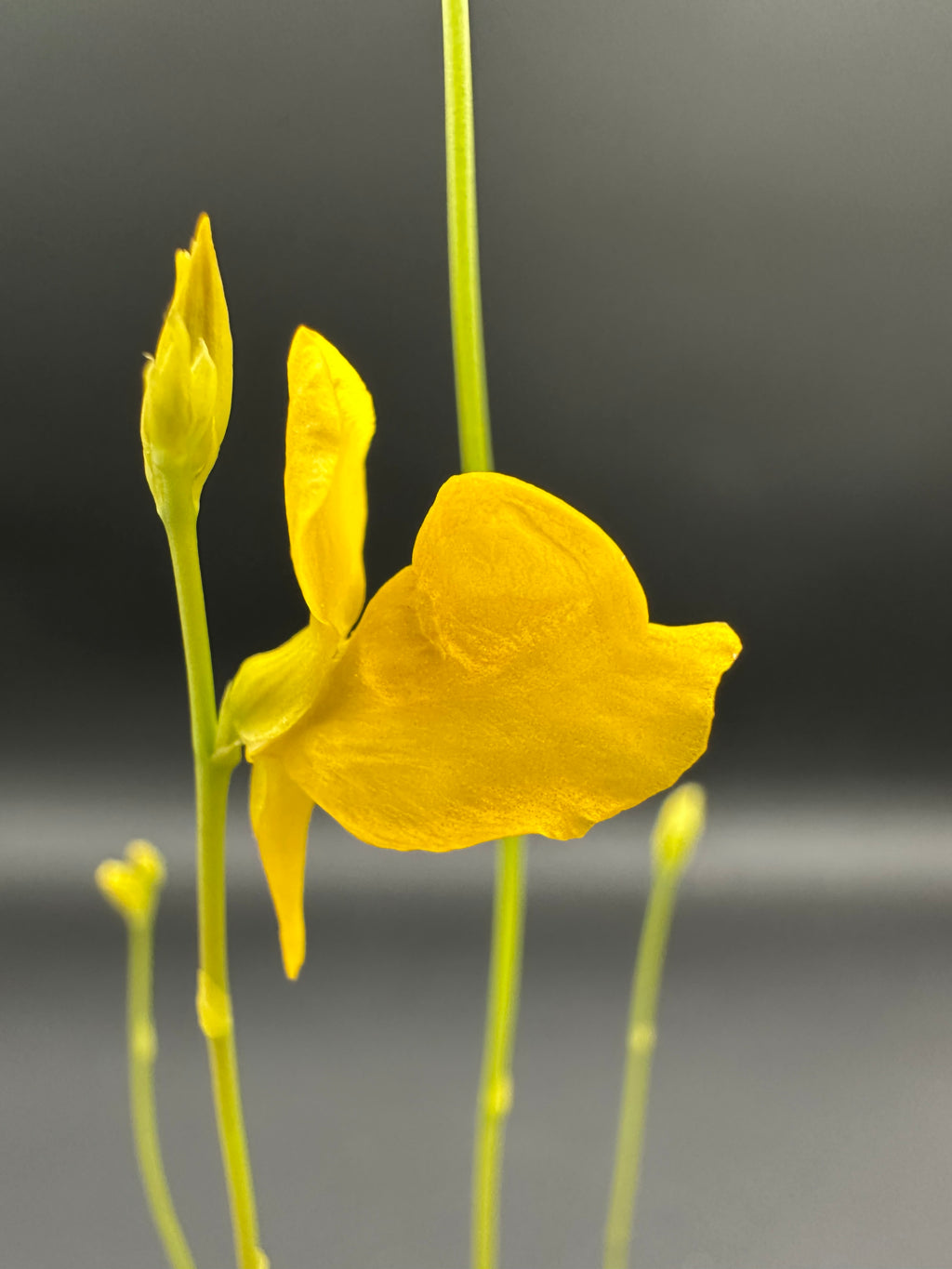 Utricularia cornuta (Baldwin Co., AL, USA)