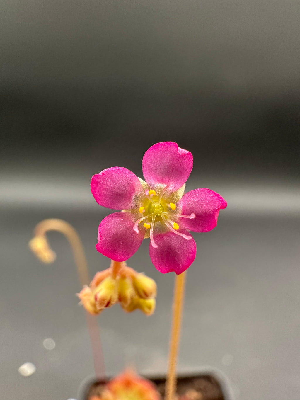 Drosera spatulata (Mobara, Chiba Prefecture, Japan) 50+ seeds
