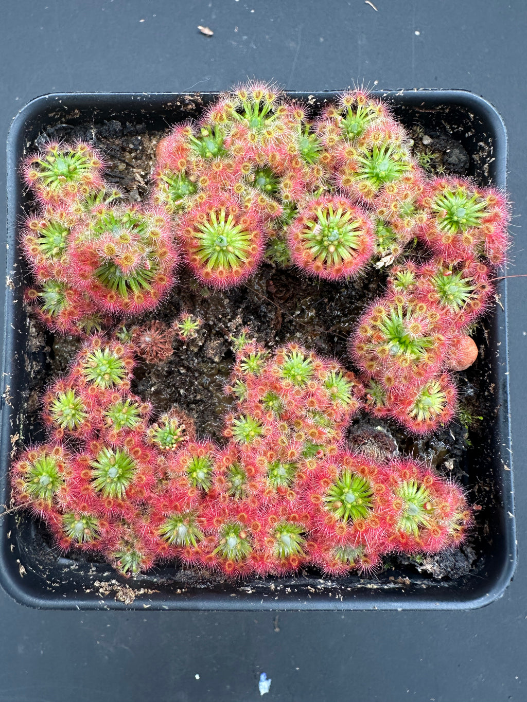 Drosera oreopodion gemmae