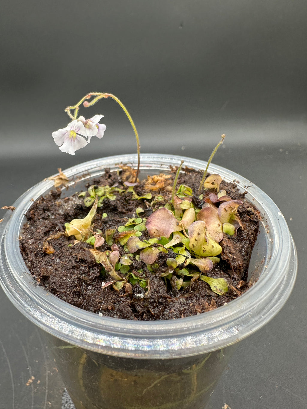 Genlisea violacea (Serra do Cipo, BRA)