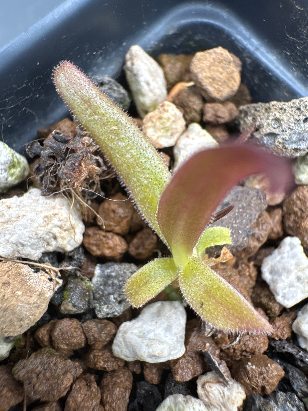 Pinguicula calderoniae (Llano de Conecho, San Luis Potosí, MÉX)