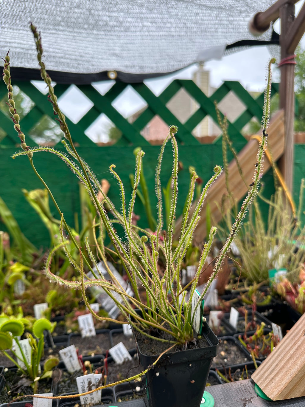 Drosera 'California Sunset' x self seeds