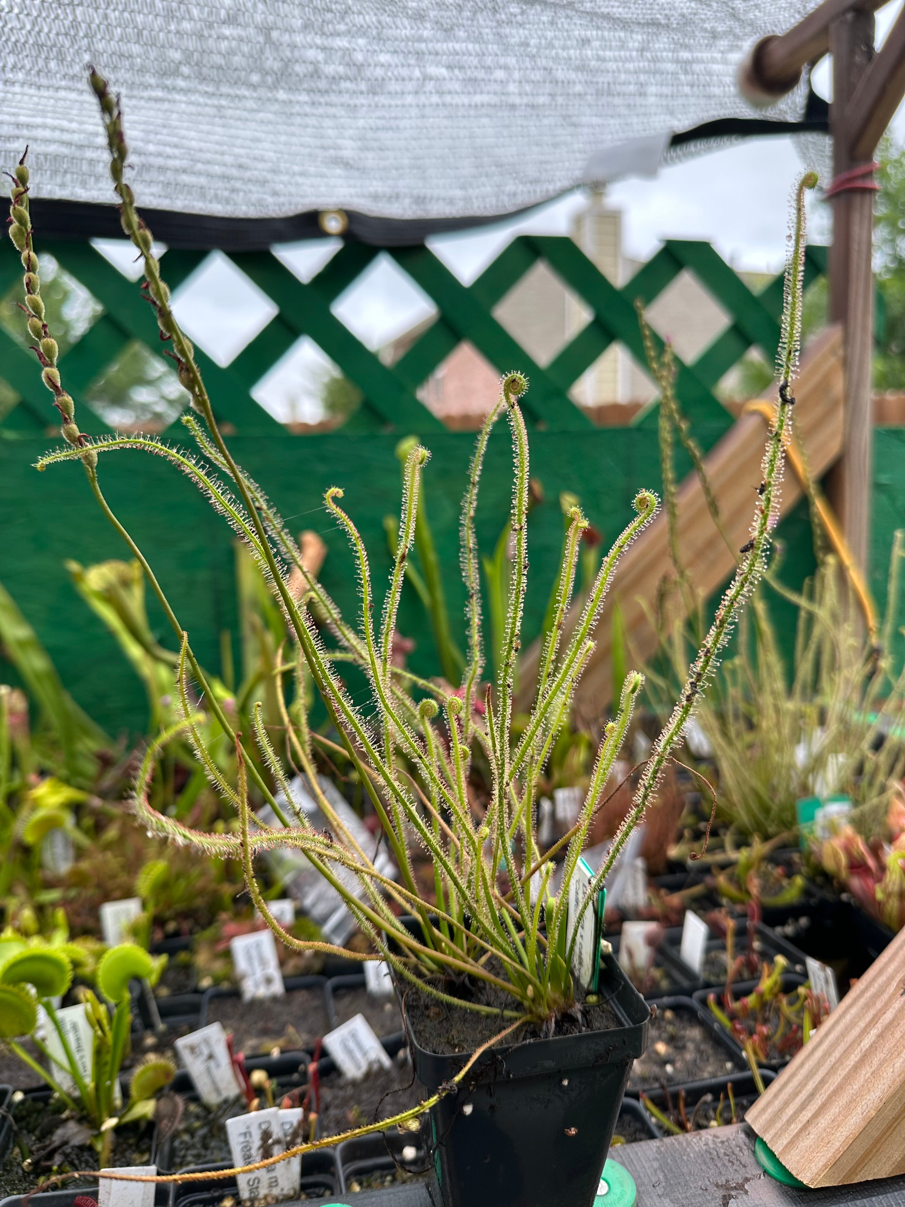 Drosera 'California Sunset' x self seeds